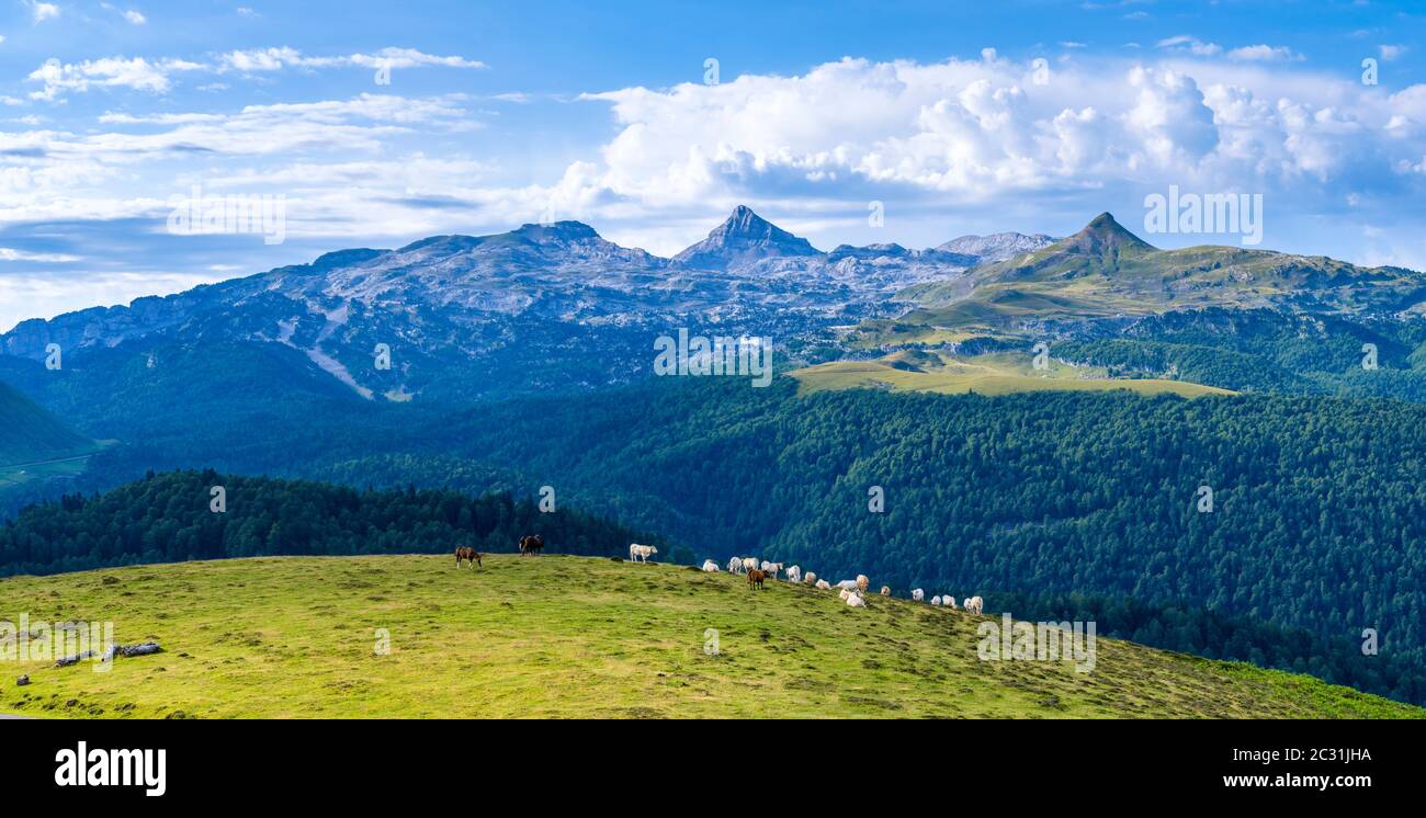 Mucche pascolano nelle montagne di la Pierre Saint-Martin, Paesi Baschi, Pirenei Atlantici, Francia Foto Stock