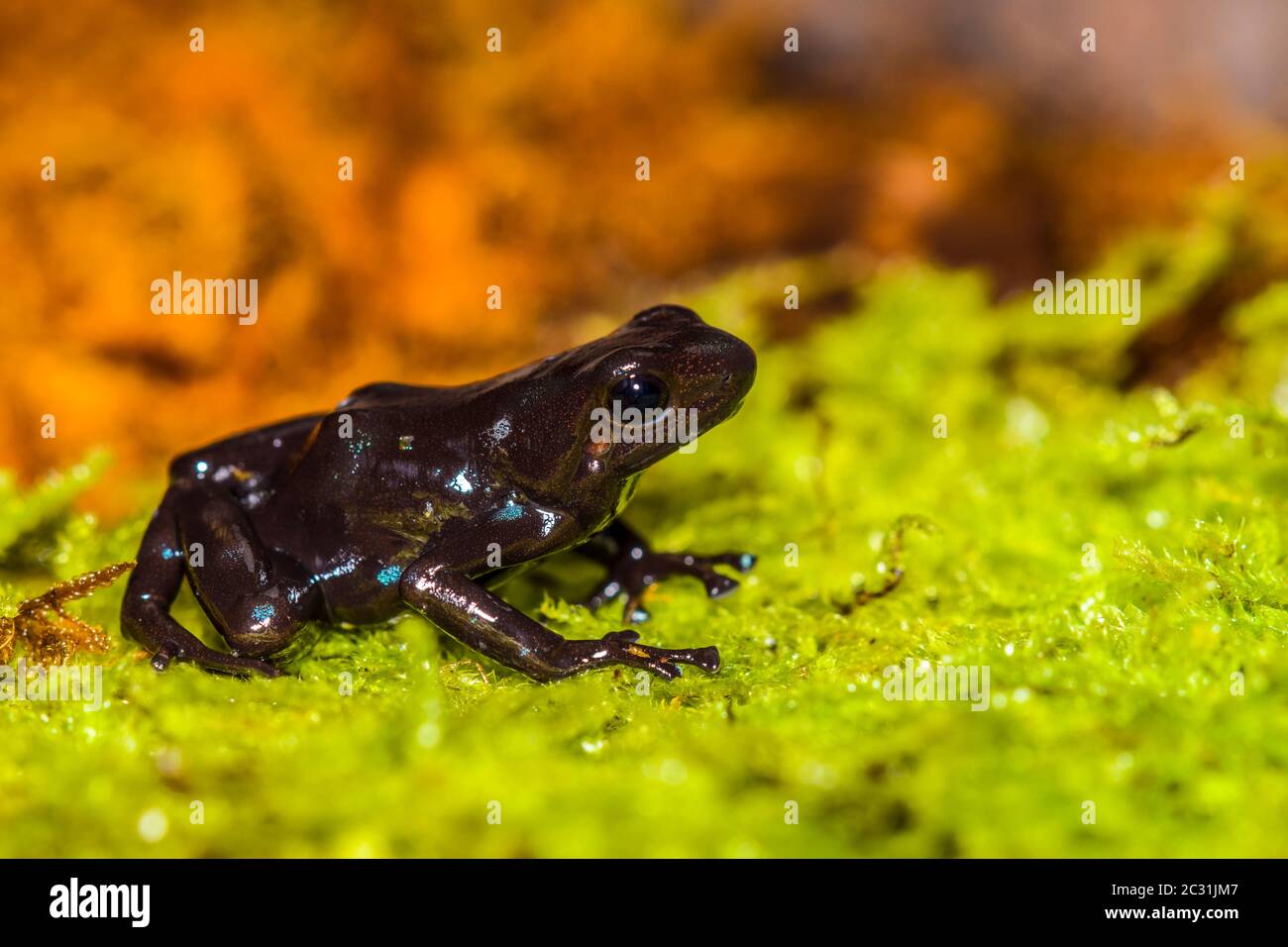 Dendrobates auratus, Captive Raised, imprese di understory, nativo di Cengtral, Sud America Foto Stock