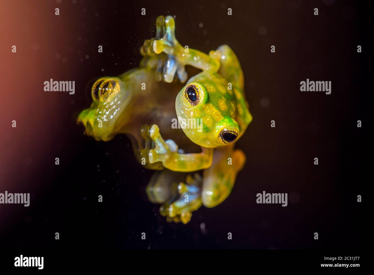 Glass frog - Wikipedia