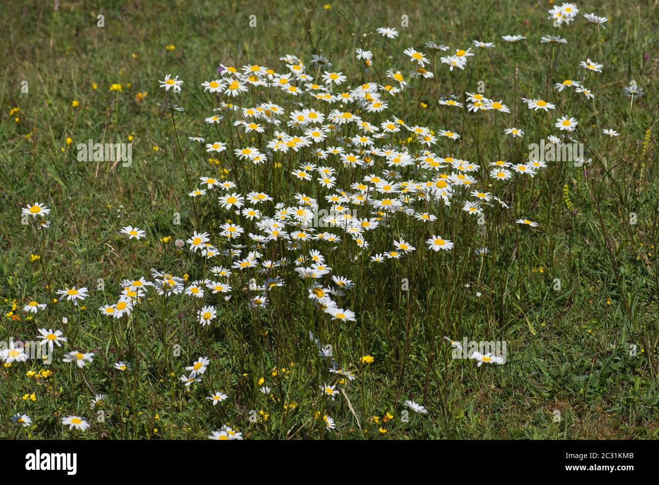 Un piccolo grumo di margherite di occhio di bue (Leucanthemum vulgare), un impianto comune a bordo strada nel Regno Unito e altrove. Foto Stock