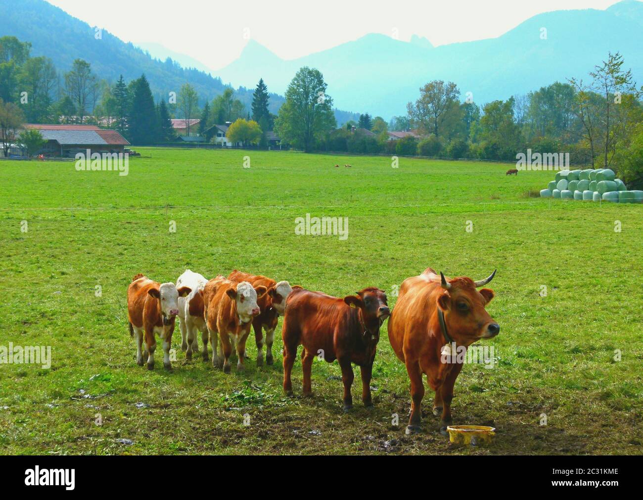 Mucca di latte felice con i vitelli sul grande prato Foto Stock