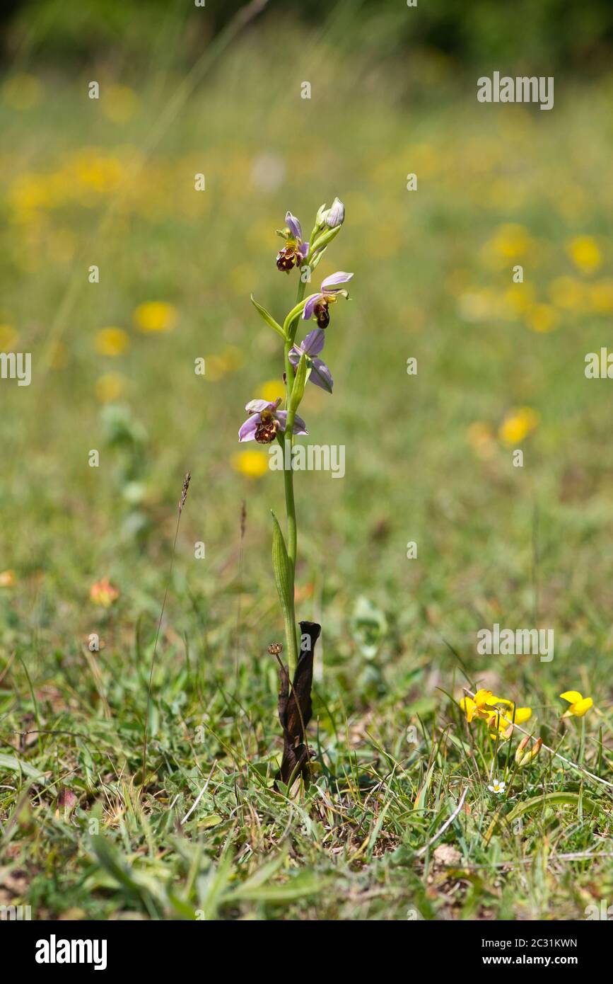 Bee orchid (Ophrys apifera) Foto Stock