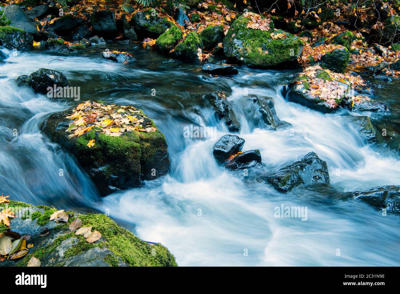 Primo piano del fiume, Rocky Brook Falls, Brinnon, Washington, Stati Uniti Foto Stock