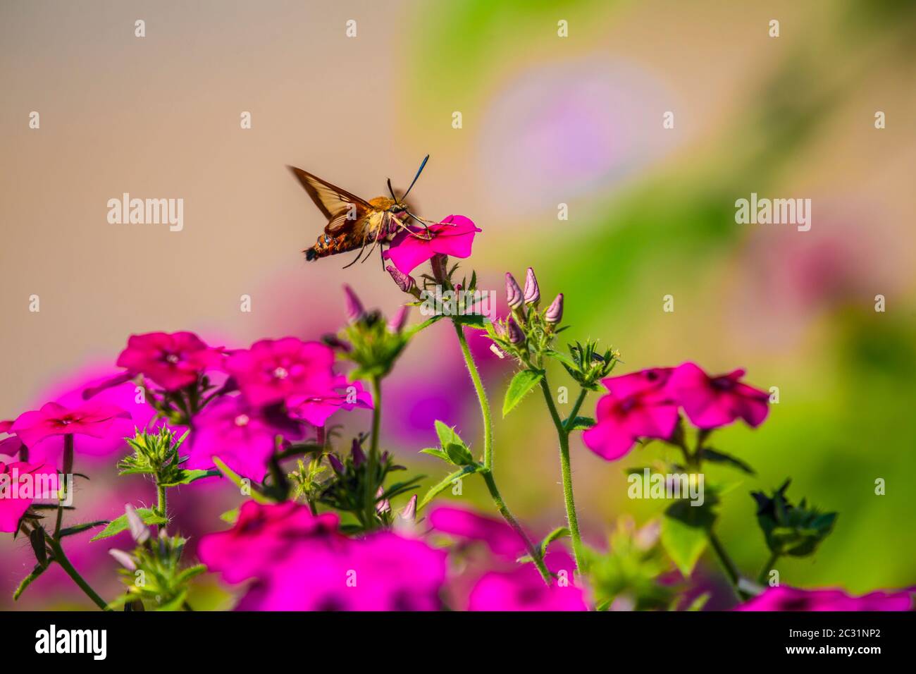 Hummingbird Moth (Hemaris thysbe) Nectaring giardino flox fiori, Greater Sudbury, Ontario, Canada Foto Stock