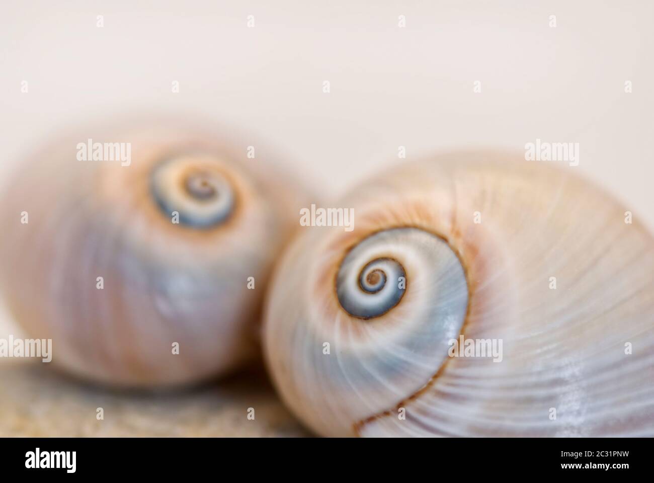 Primo piano della bellissima Neverita duplicata o conchiglia ad occhio di squalo Foto Stock