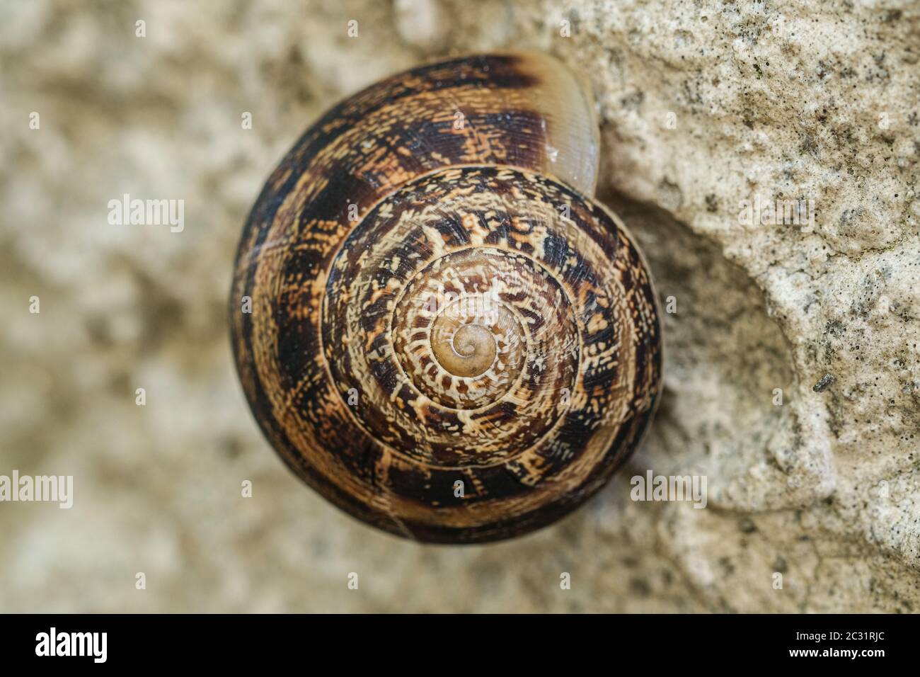 Helix lumaca primo piano, sezione dorata dettagli shell geometria spriral, natura animale Foto Stock