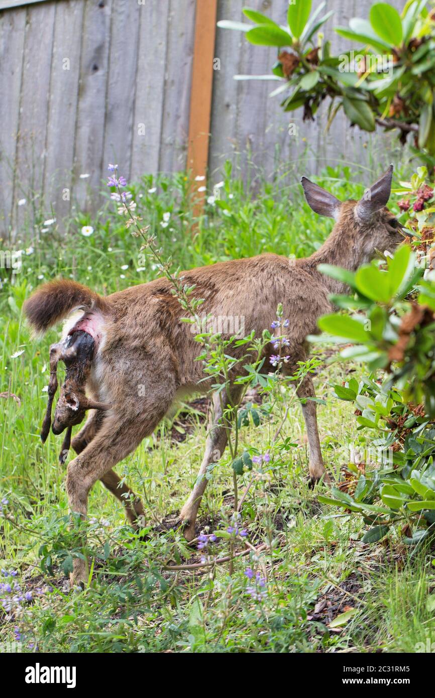 Un cervo della coda nera che dà alla luce un cucciolo nato morto che è bloccato nel canale della nascita. Foto Stock