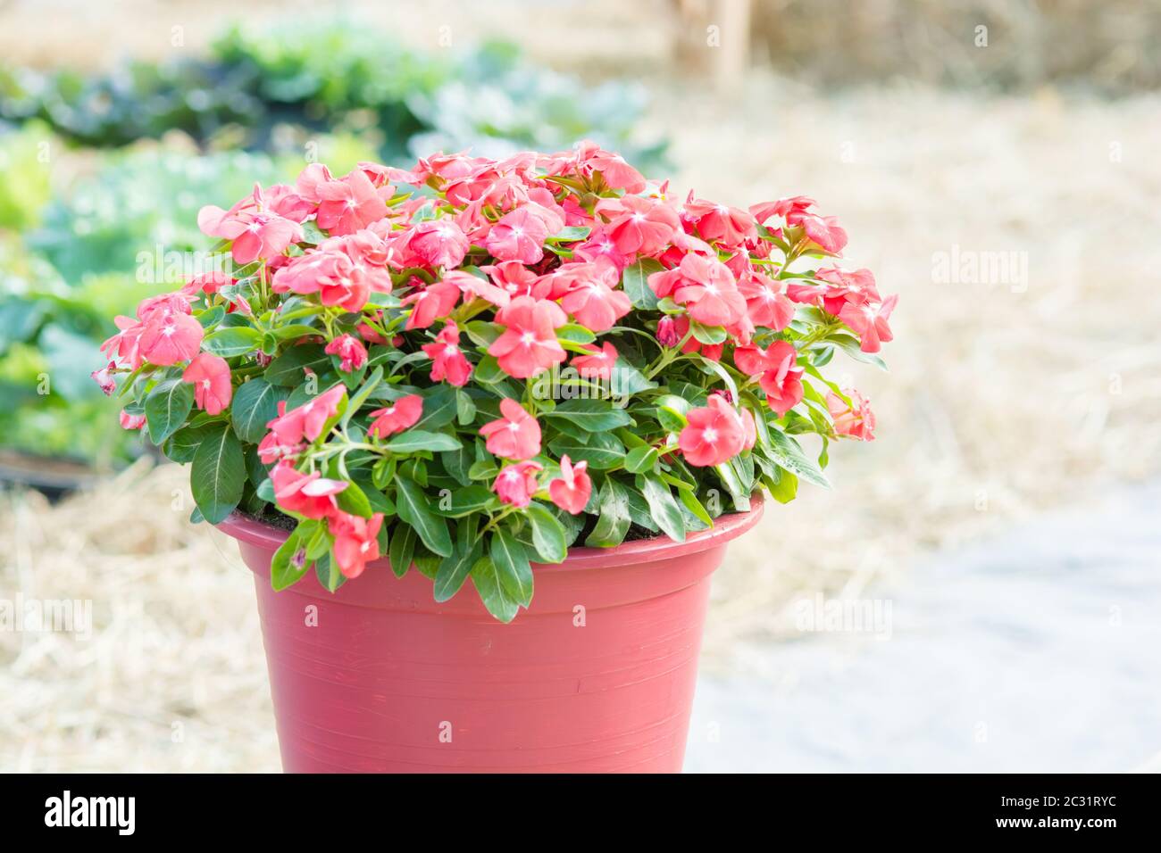 Vinca rosea fiori sbocciano i fiori nel giardino, fogliame varietà di colori dei fiori, il fuoco selettivo Foto Stock