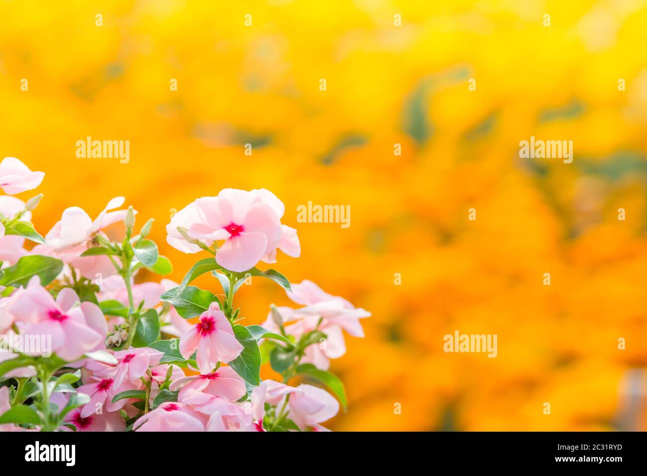 Vinca rosea fiori sbocciano i fiori nel giardino, fogliame varietà di colori dei fiori, il fuoco selettivo Foto Stock