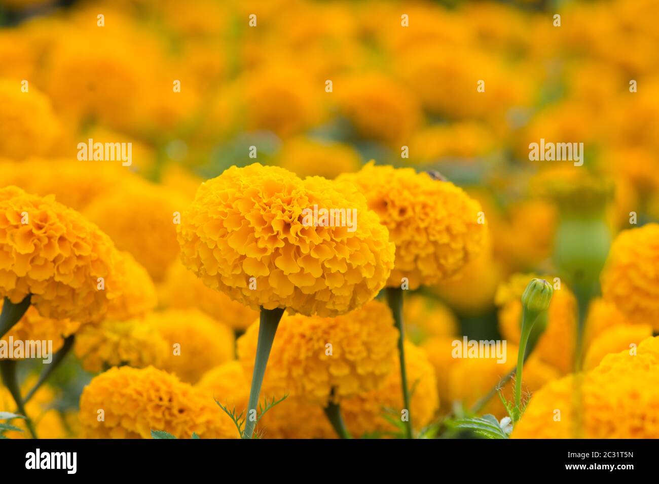 Orange Le calendule campi di fiori, il fuoco selettivo Foto Stock