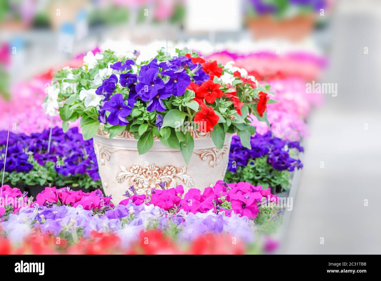 Fiori di petunia colorati, la grandiflora è la varietà più popolare di petunia, con grandi fiori singoli o doppi che formano un moun Foto Stock