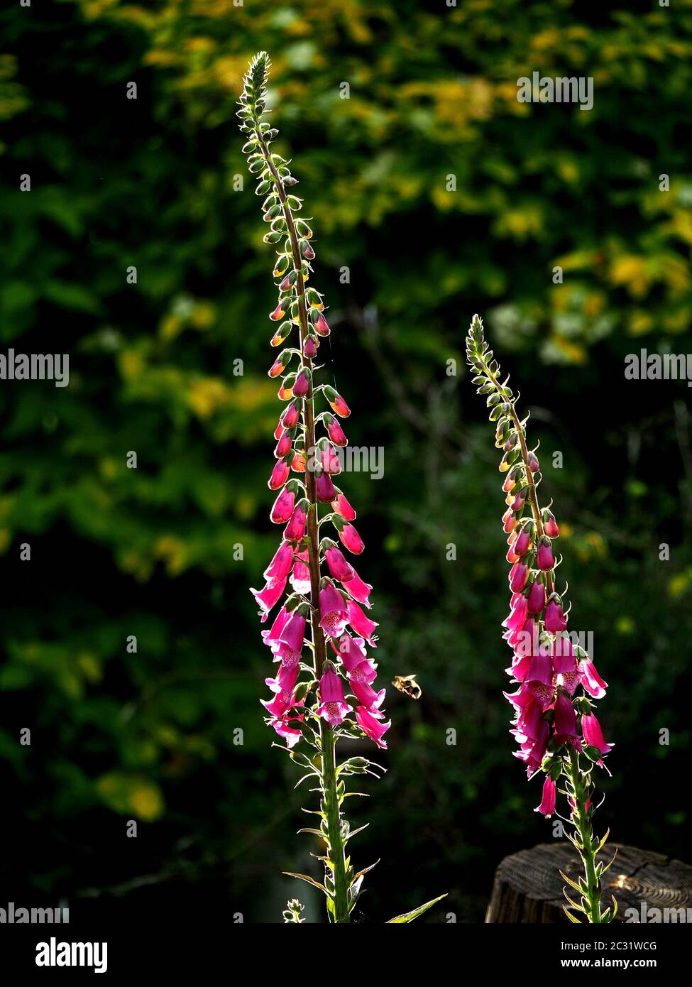 Guglie ondeggianti - foraging Bumblebee visitando 2 guglie ondeggianti di Foxglove rosa (Digitalis purpurea) empahasised da backlighting a Cumbria, Inghilterra, UK Foto Stock