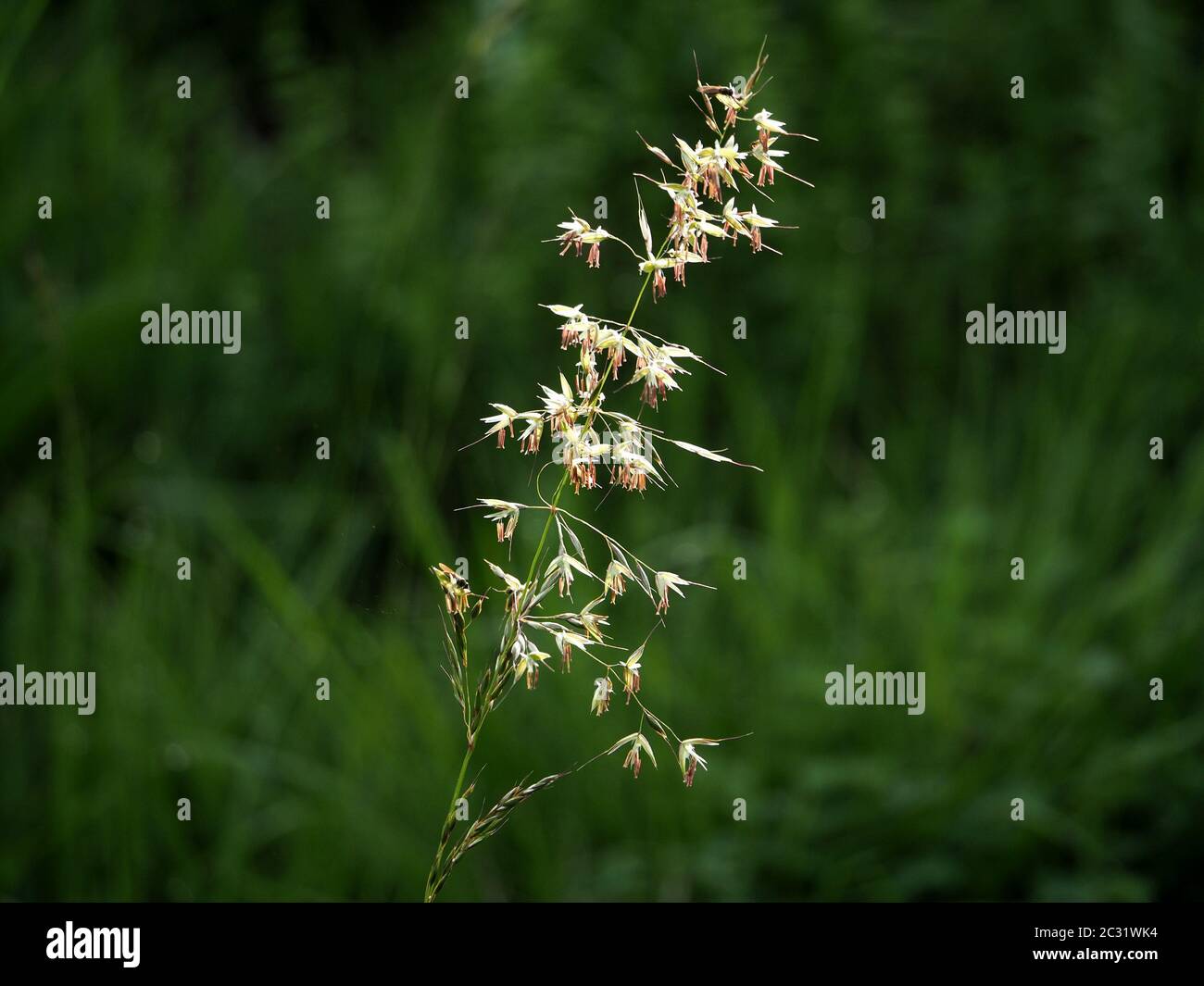 Semina erba fiore Falso OAT Grass (Arrhenatherum elatius) in luce mattina contrastando con verde scuro fogliame in Cumbria, Inghilterra, UK Foto Stock