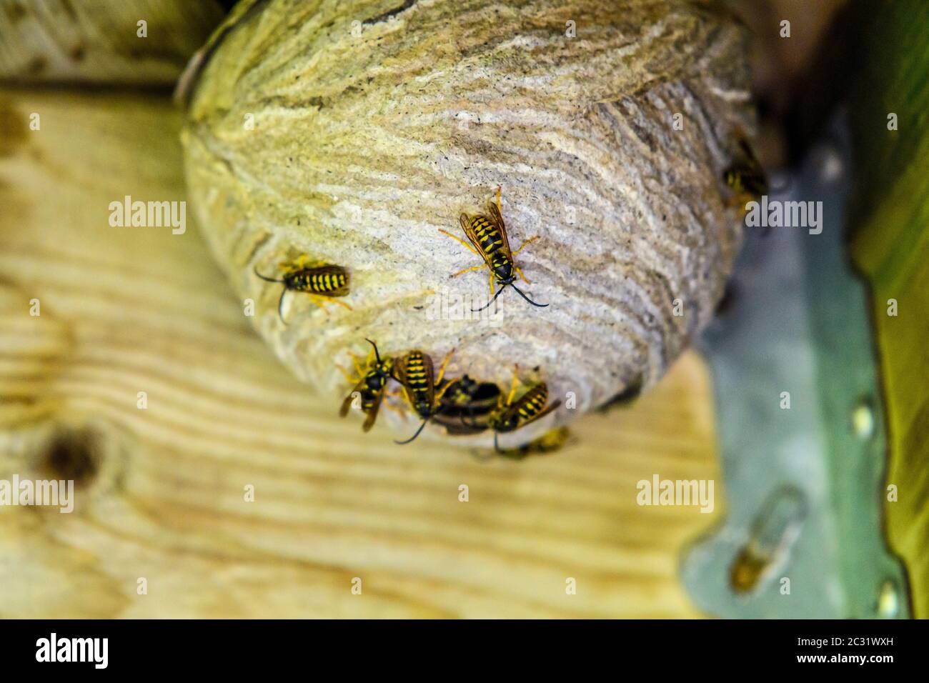 Lavoratori europei di carta wasp (Polistes dominula) che tendono il nido, Sudbury Greater, Ontario, Canada Foto Stock