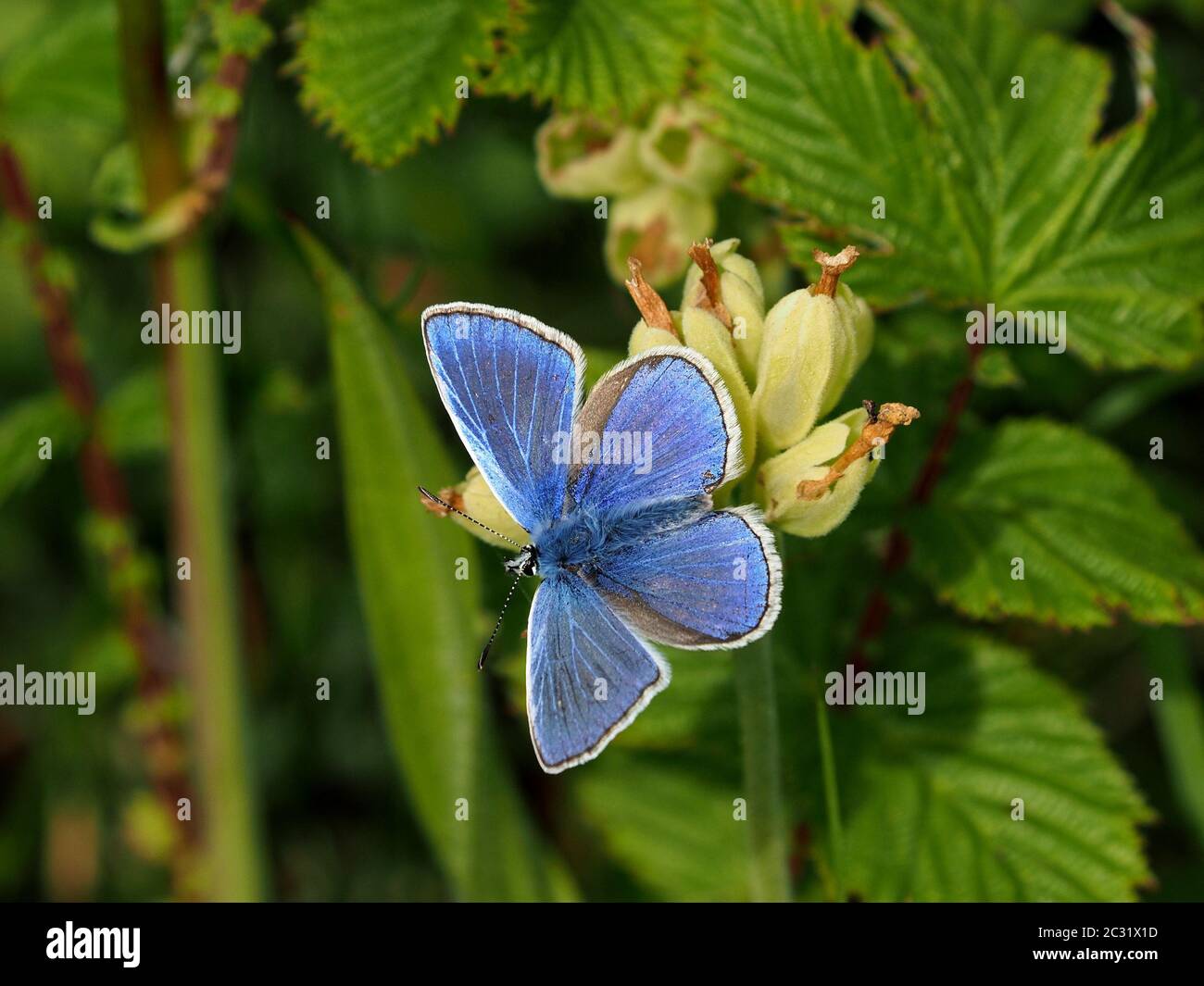 Brillante iridescenza della farfalla blu comune (Polyommatus icarus) che riposa sulle teste di mare dei fiori di polizza di cowslip (Primula veris) spesi in Cumbria, Inghilterra, Regno Unito Foto Stock