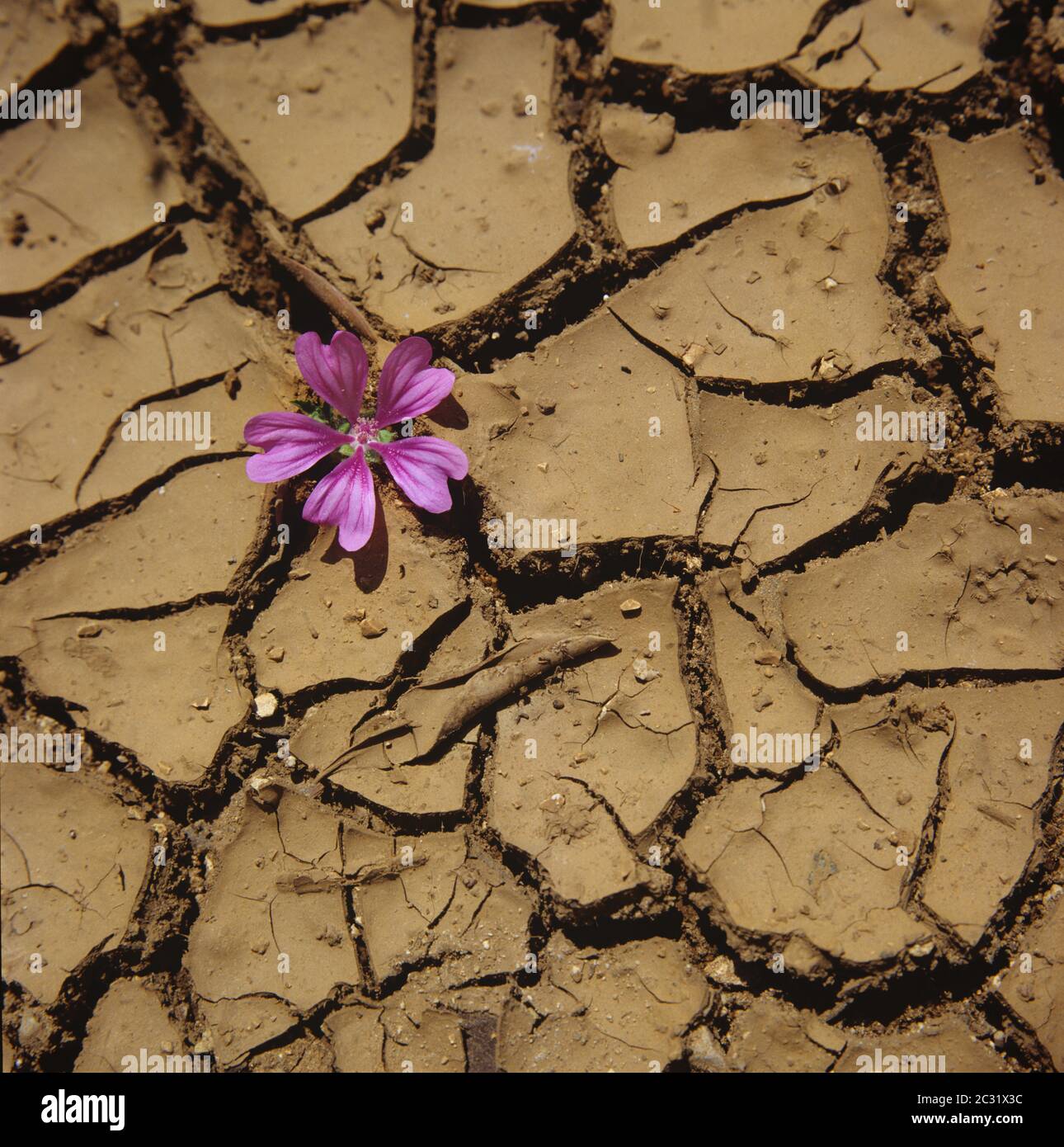 Asciugato fuori letto di ruscello con fessure di calore dopo la sonnolenza, fioritura rosa Foto Stock