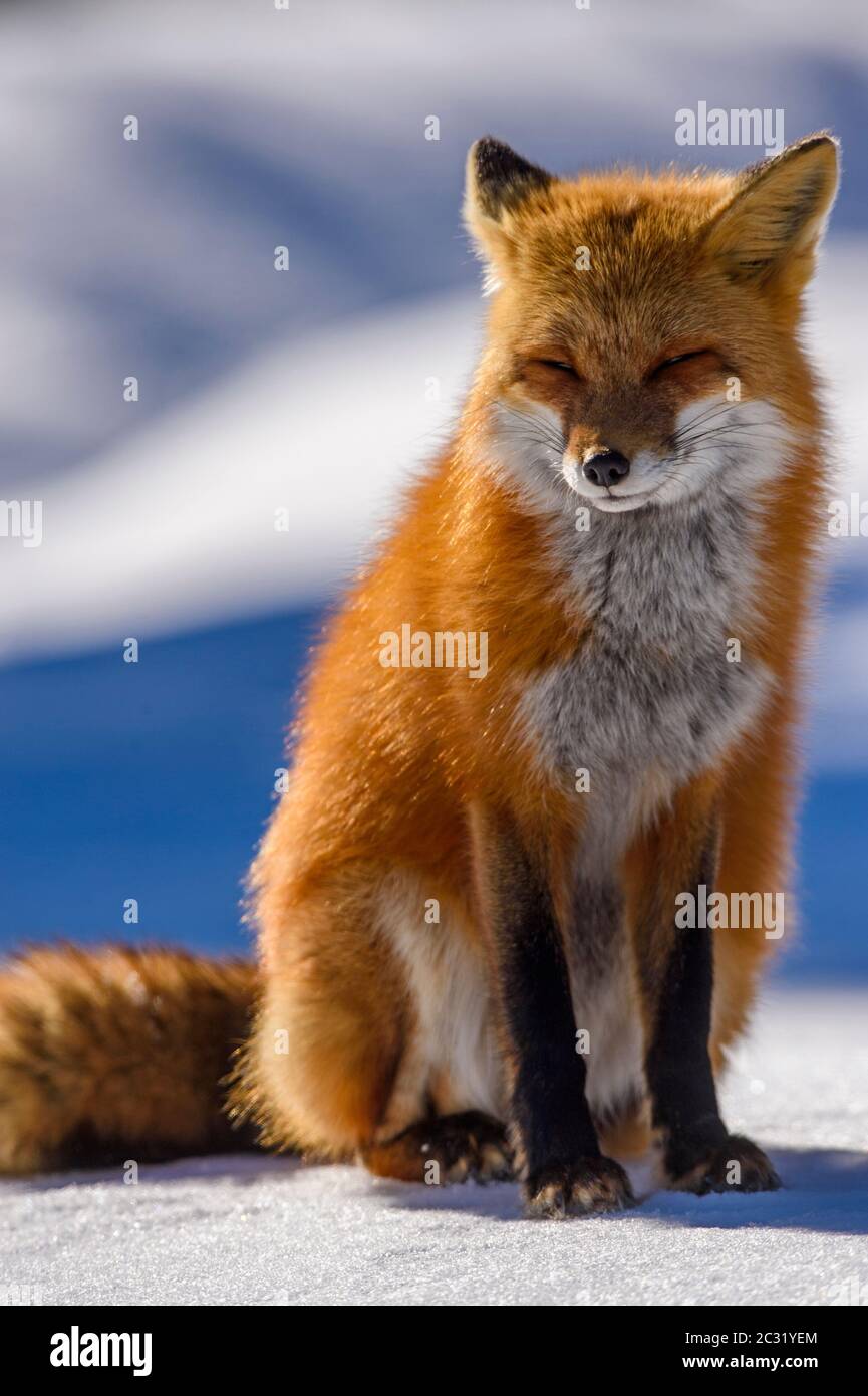 Volpe rossa (Vulpes vulpes), Algonquin Provincial Park, Ontario, Canada Foto Stock