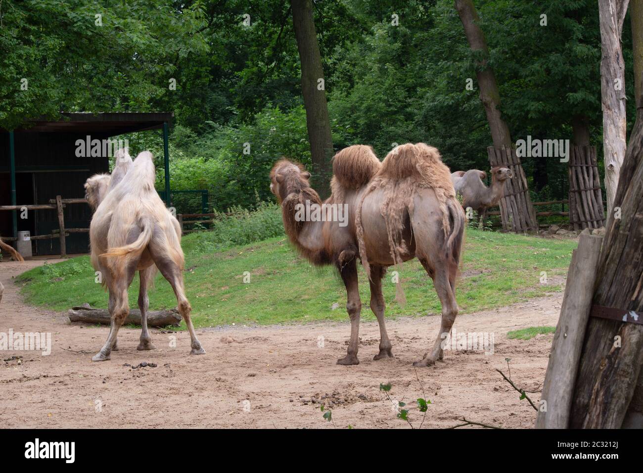 African cammelli pascolano Foto Stock