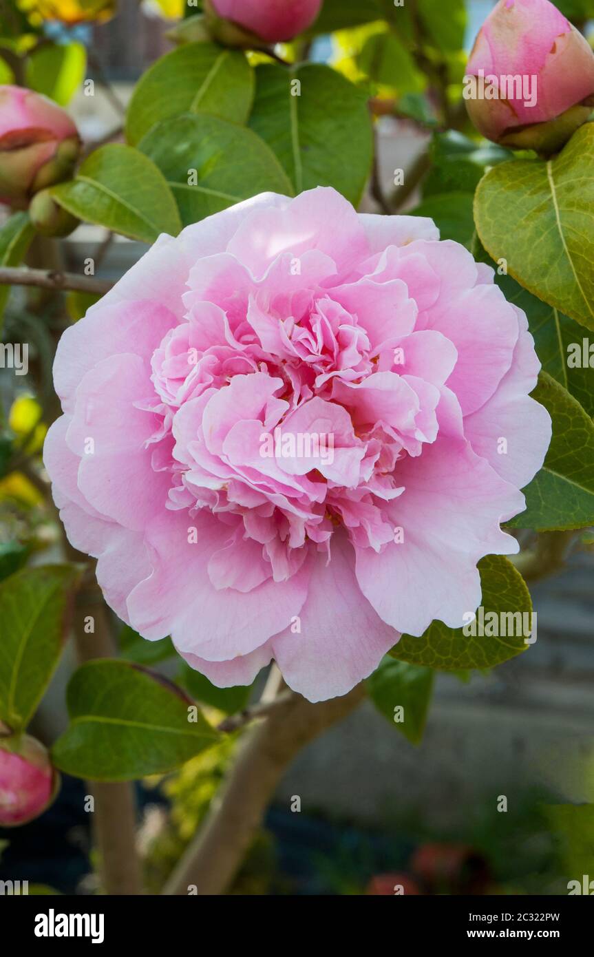 Primo piano di un fiore rosa Anemone formò Camellia japonica con gemme sullo sfondo. Un inverno completamente duro a primavera arbusto sempreverde fioritura. Foto Stock