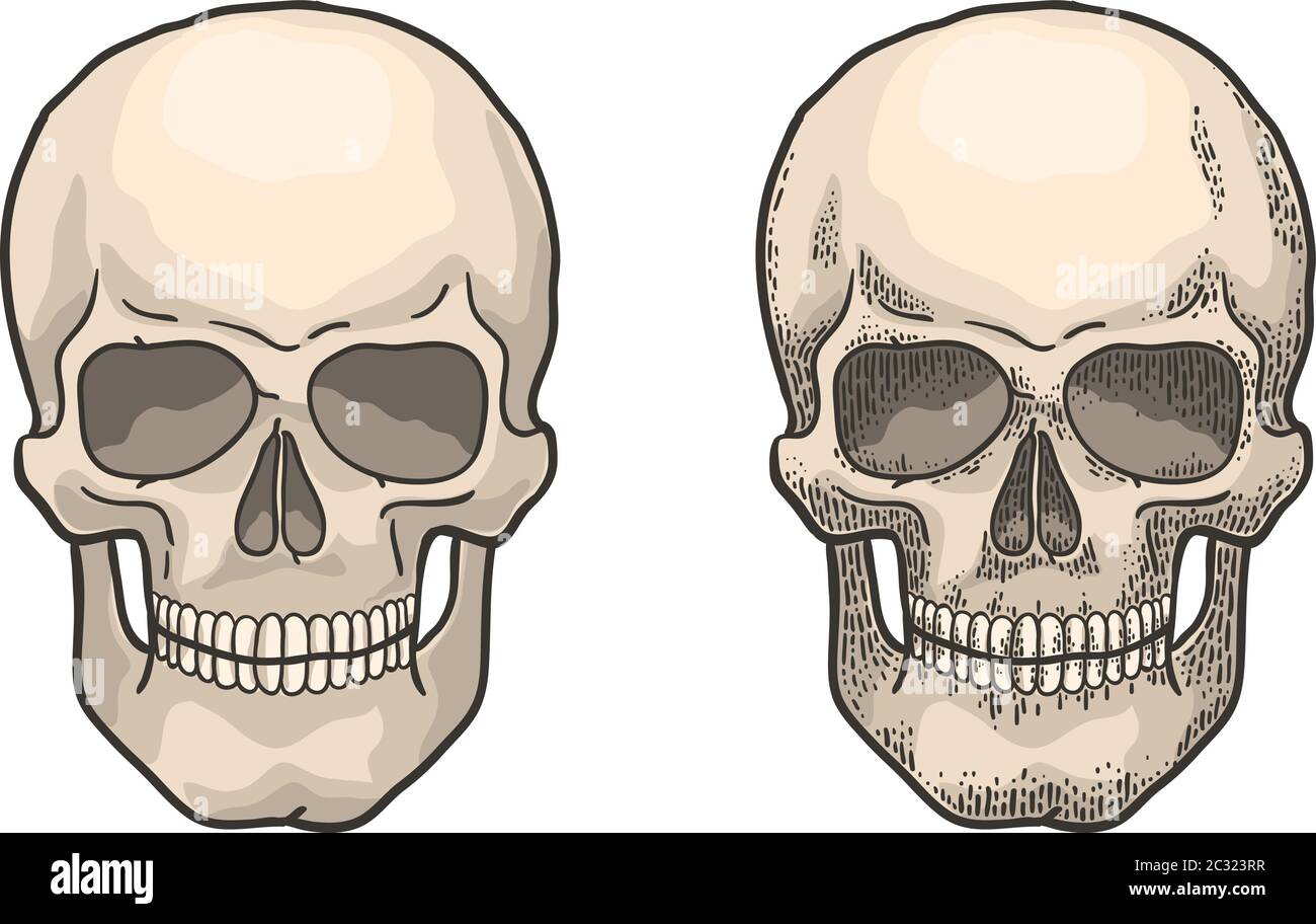 Cranio umano realistico nello stile dell'incisione vintage Illustrazione Vettoriale