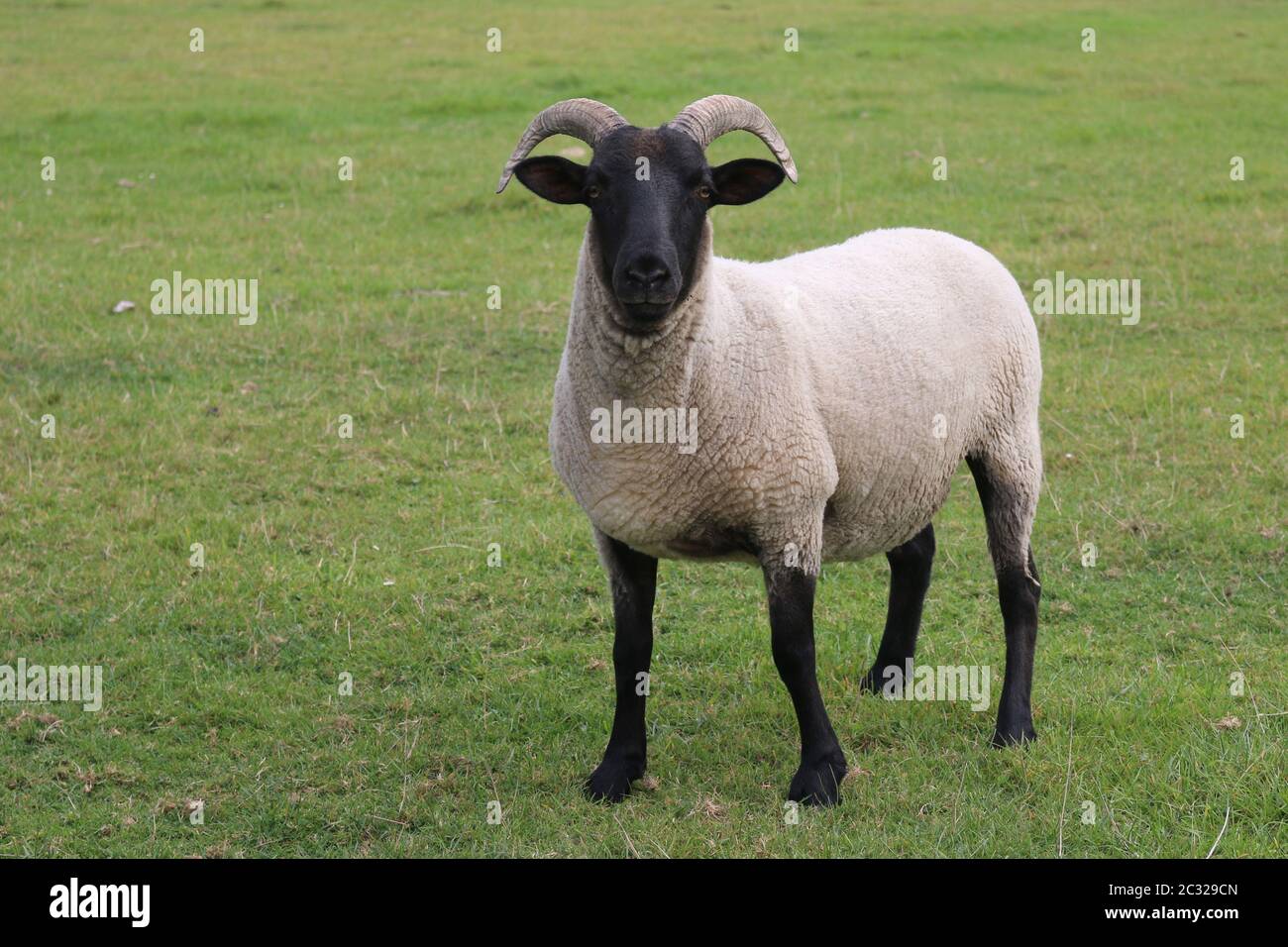 Unica pecora, probabilmente il Norfolk razza di corno, con trombe e una testa di colore nero e gambe in piedi al centro di un campo in erba e rivolto in avanti. Foto Stock
