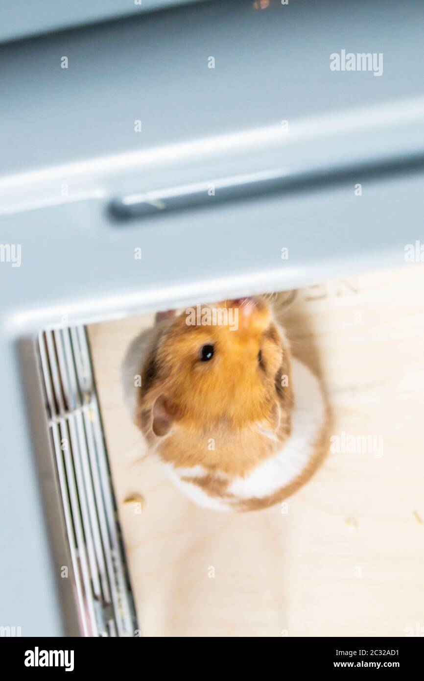 Criceto siriano in gabbia di criceto Foto Stock