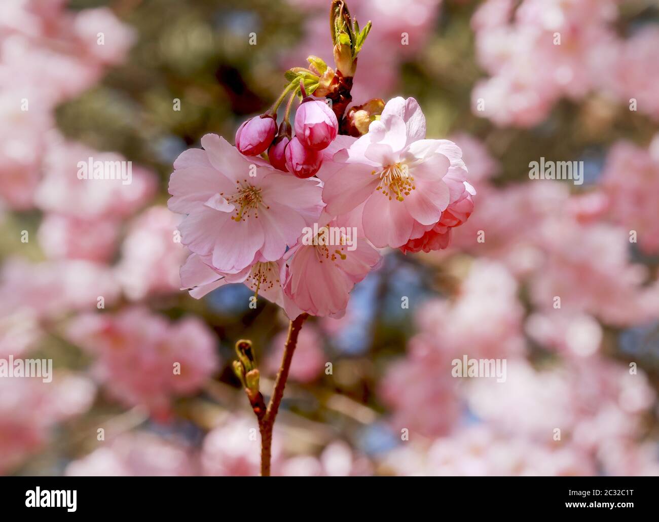 Ciliegio ornamentale, fioritura, (Prunus 'accolade') Foto Stock