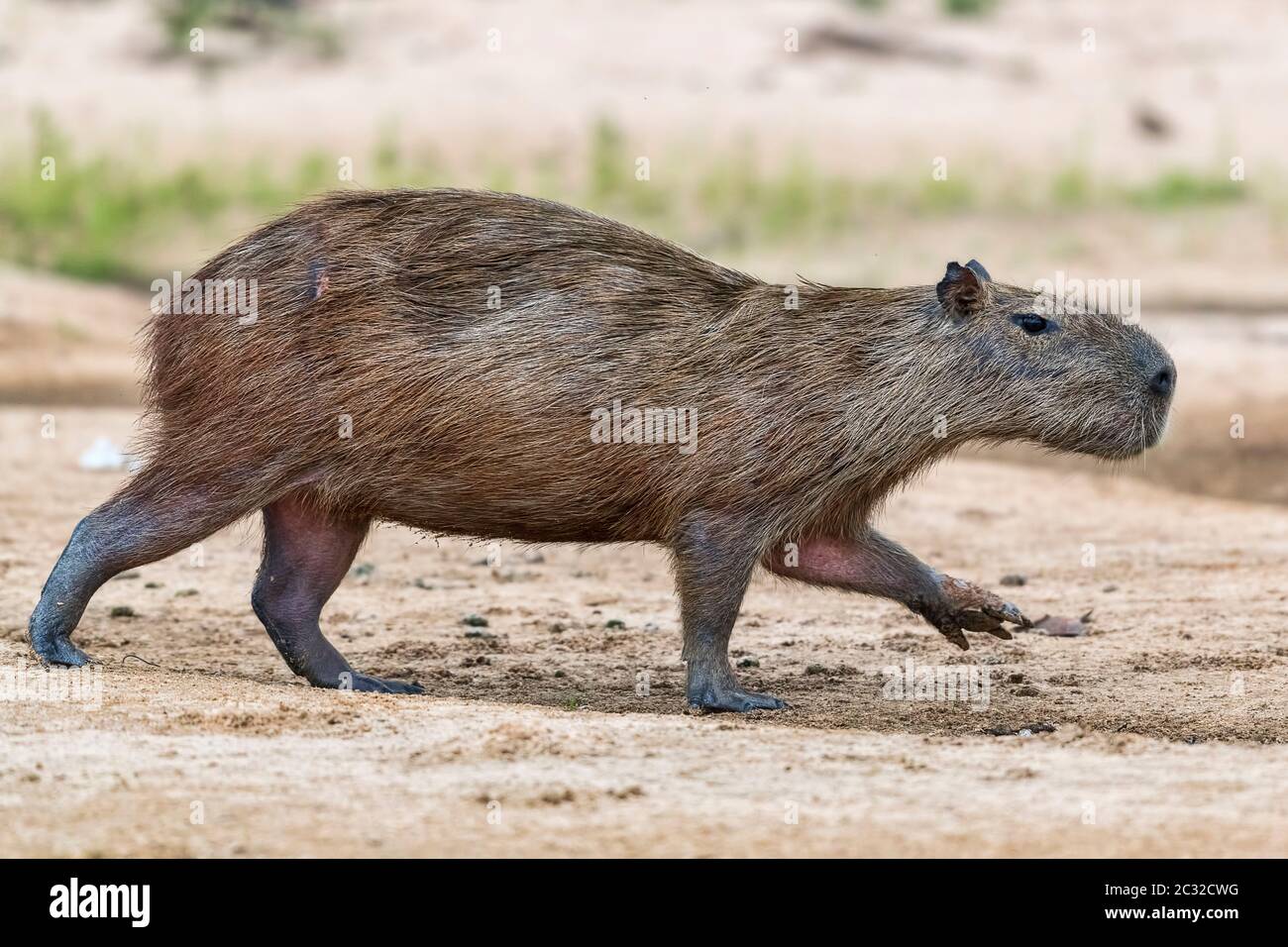 Capybara oder Wasserschwein (Hydrochoerus hydrochaeris) schreitet auf einer sandbank, Pantanal, Mato Grosso, Brasilien Foto Stock