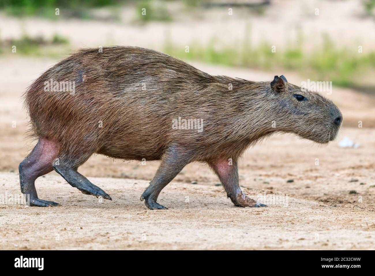 Capybara oder Wasserschwein (Hydrochoerus hydrochaeris) geht auf einer sandbank, Pantanal, Mato Grosso, Brasilien Foto Stock