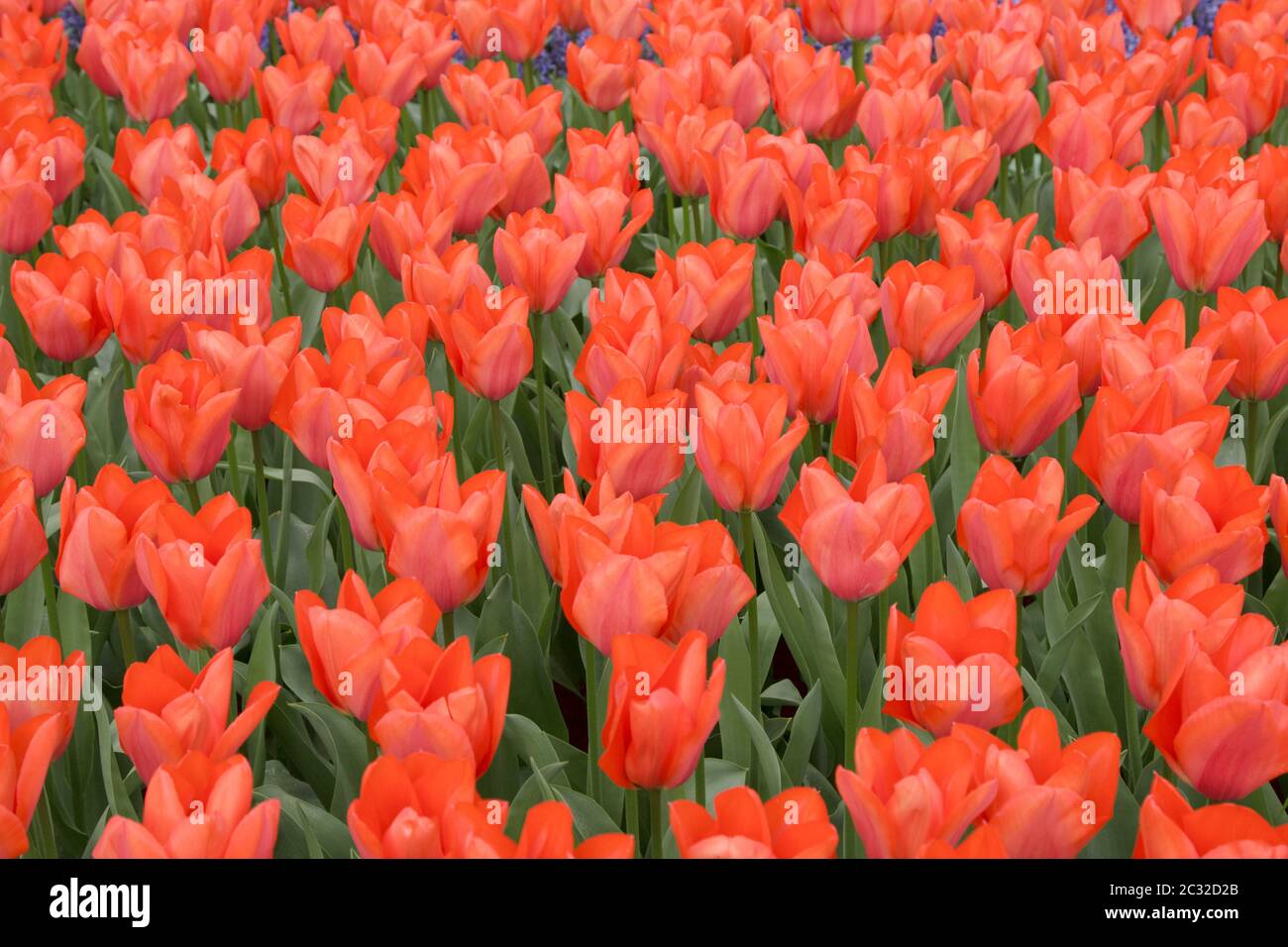 Rosso campo di tulipani Foto Stock