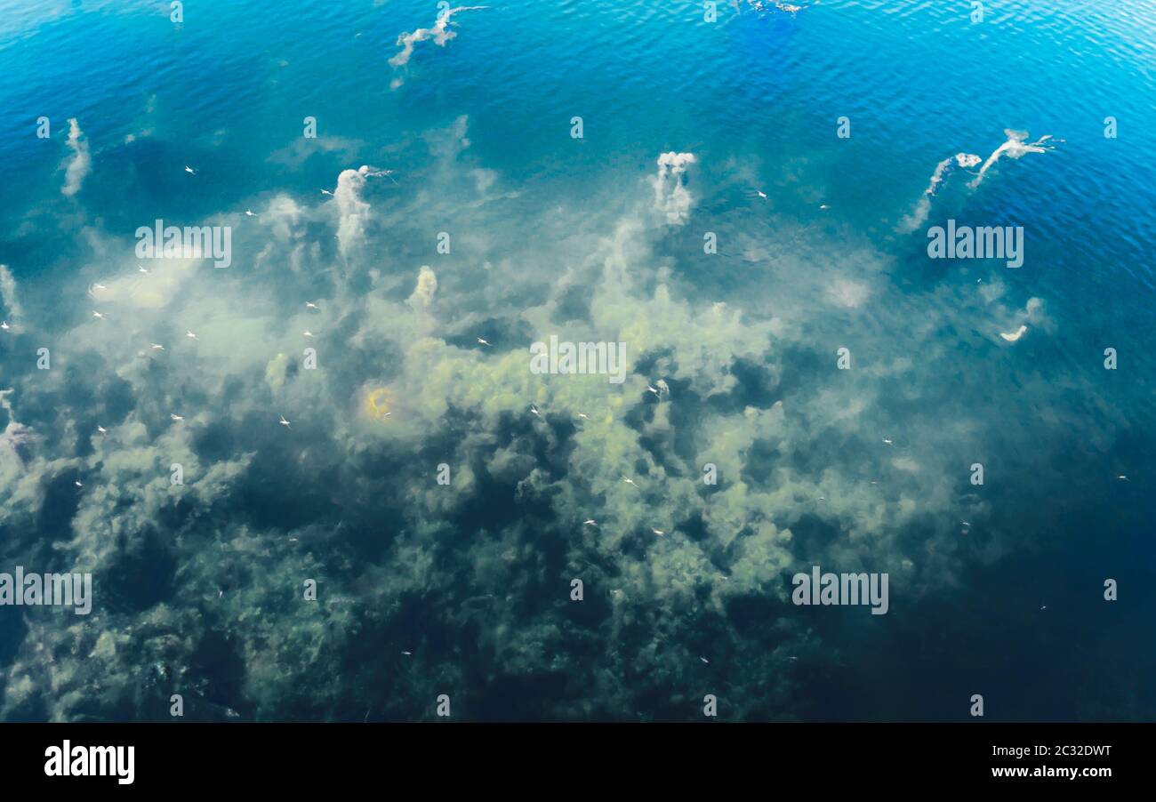 Fondo del fondo del fondo del mare blu profondo. Texture e colore astratti. Organismi acquatici SEA Life sfondo. Elementi di design per sfondi naturali. Foto Stock