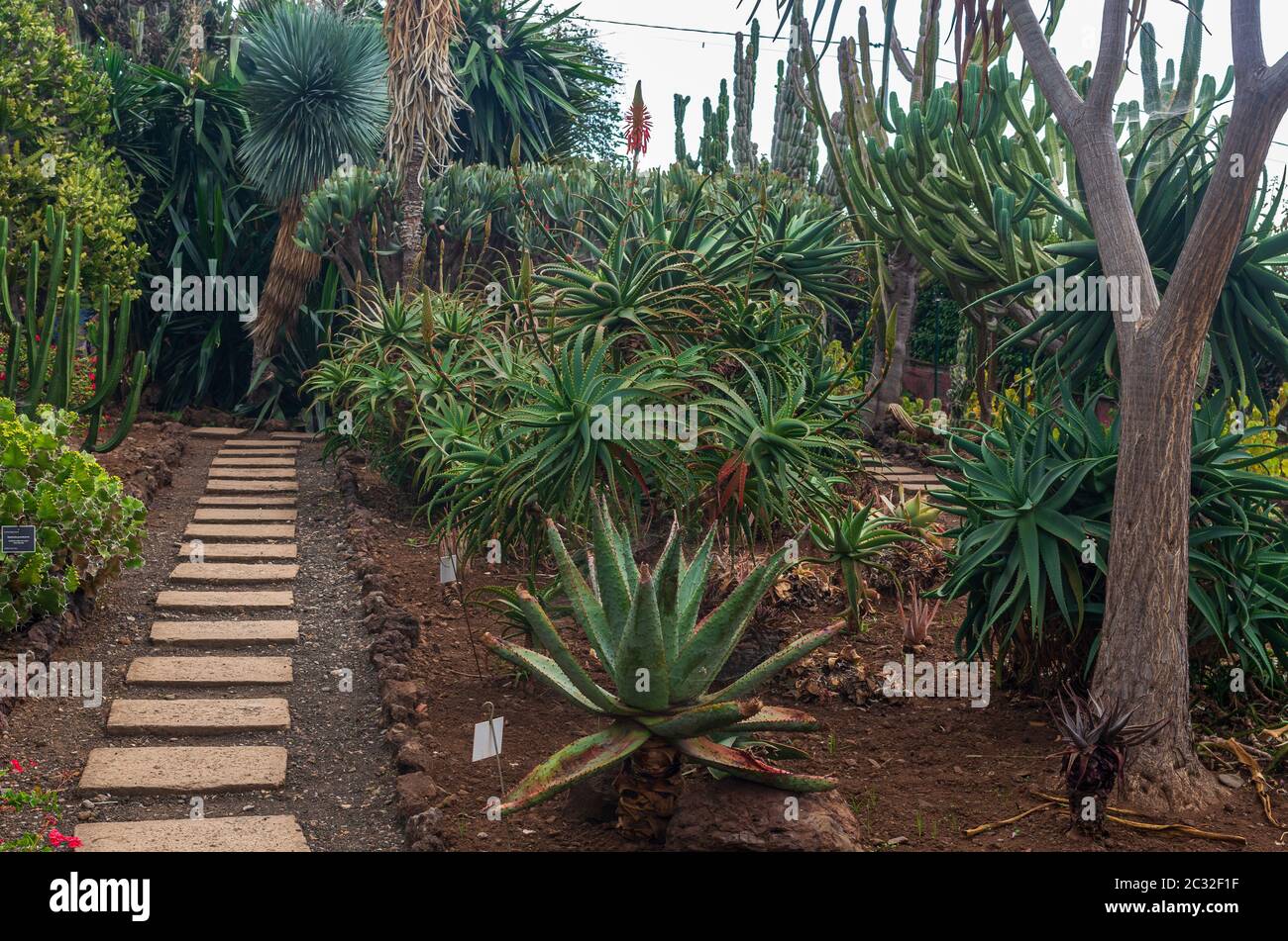 FUNCHAL, Portogallo - 04 novembre 2019: Tropicale Giardino Botanico nella città di Funchal, l'isola di Madeira, Portogallo Foto Stock