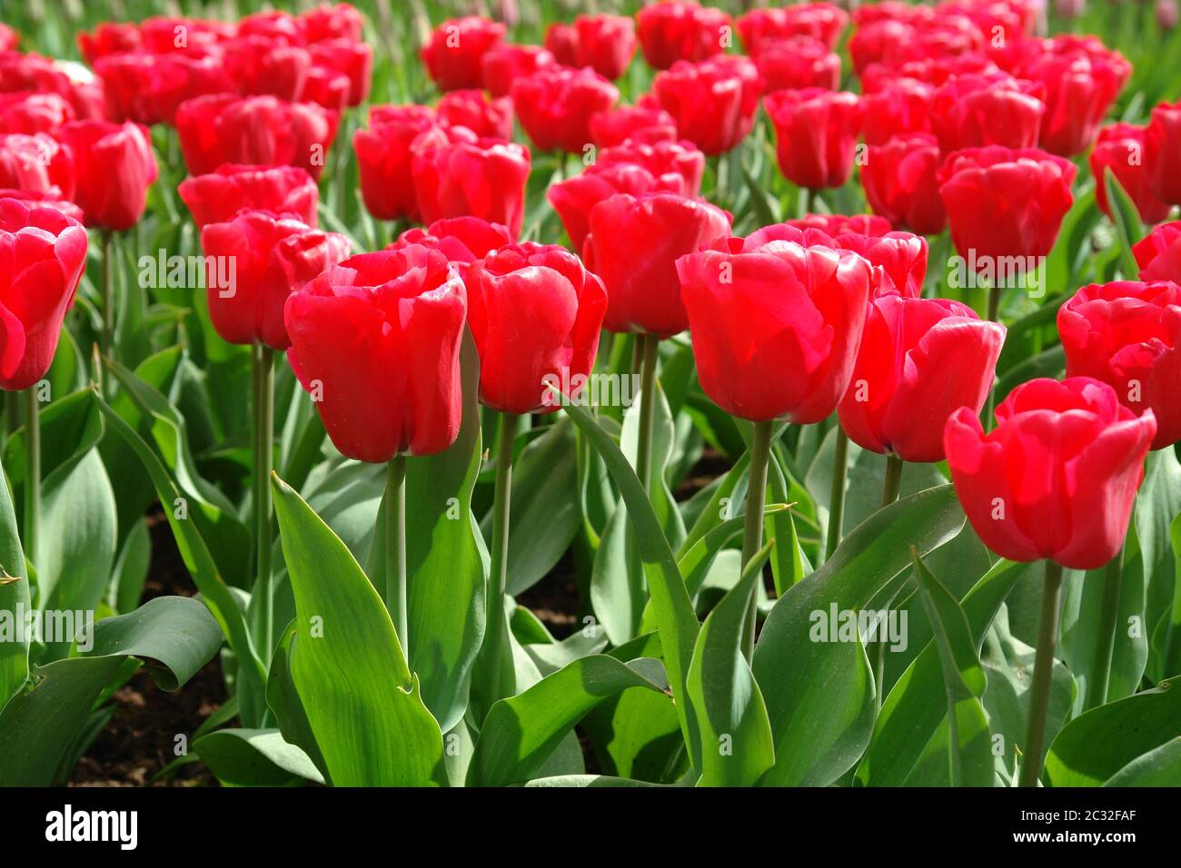 Tulipani rossi Foto Stock