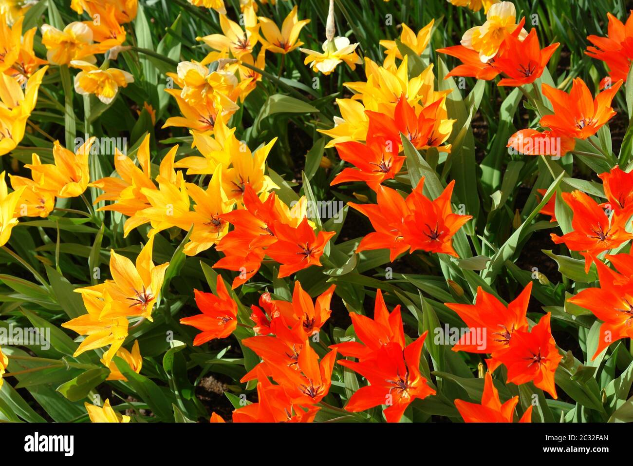 Rosso e tulipani gialli Foto Stock