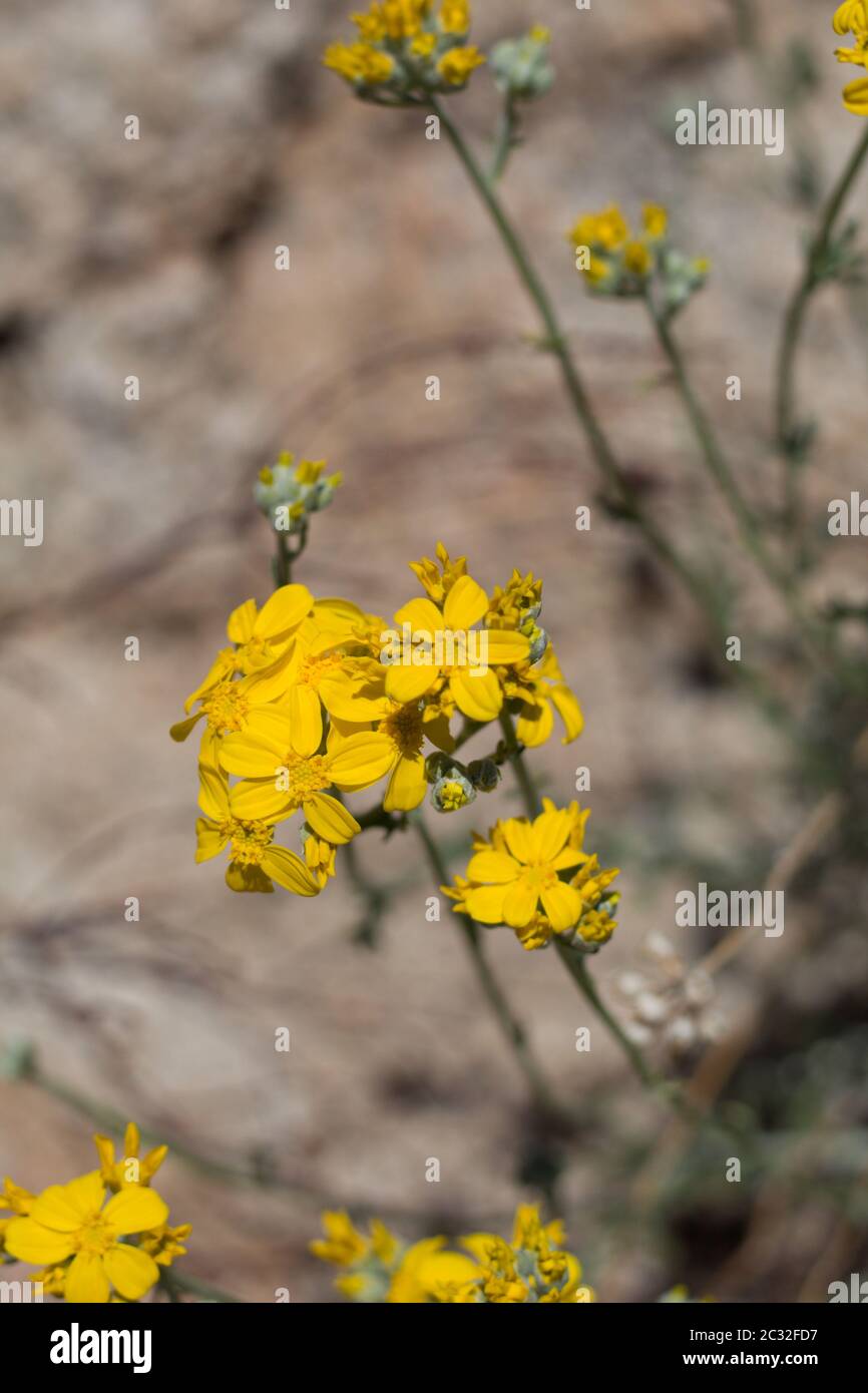 Yarrow d'oro, Eriophyllum Confertiflorum, Asteraceae, Perenne nativo nella riserva delle montagne di Pioneertown, deserto del Mojave meridionale, primavera. Foto Stock