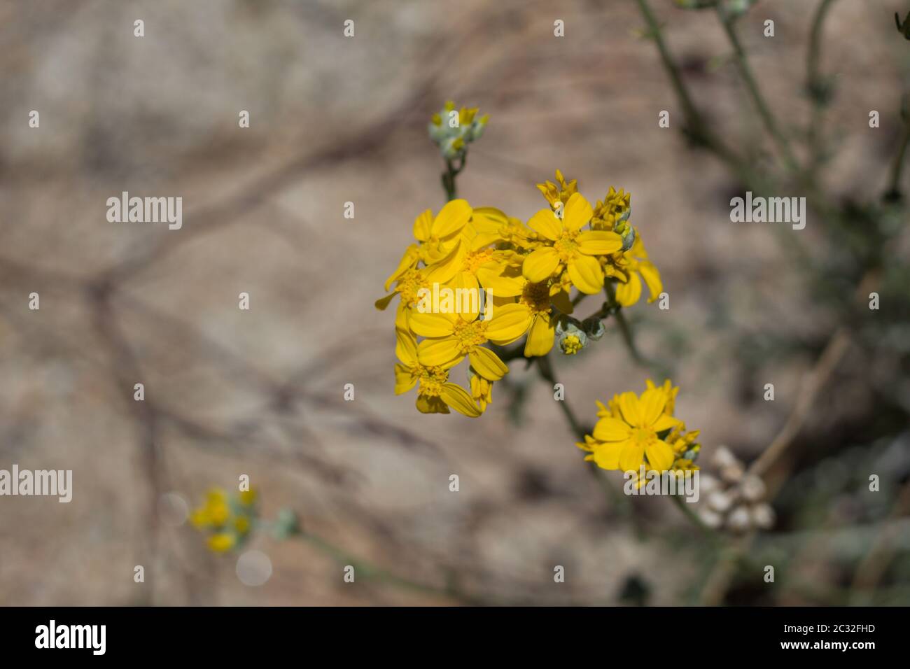 Yarrow d'oro, Eriophyllum Confertiflorum, Asteraceae, Perenne nativo nella riserva delle montagne di Pioneertown, deserto del Mojave meridionale, primavera. Foto Stock