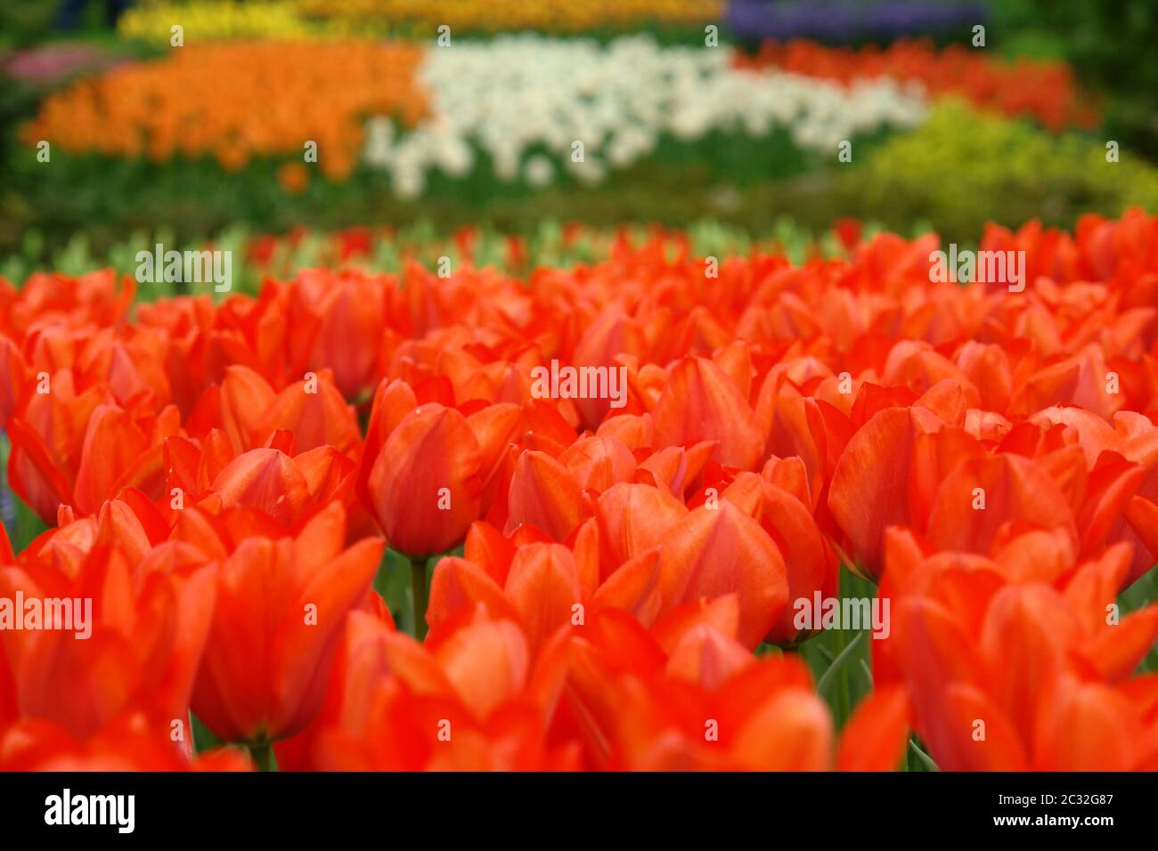 Tulipani rossi Foto Stock
