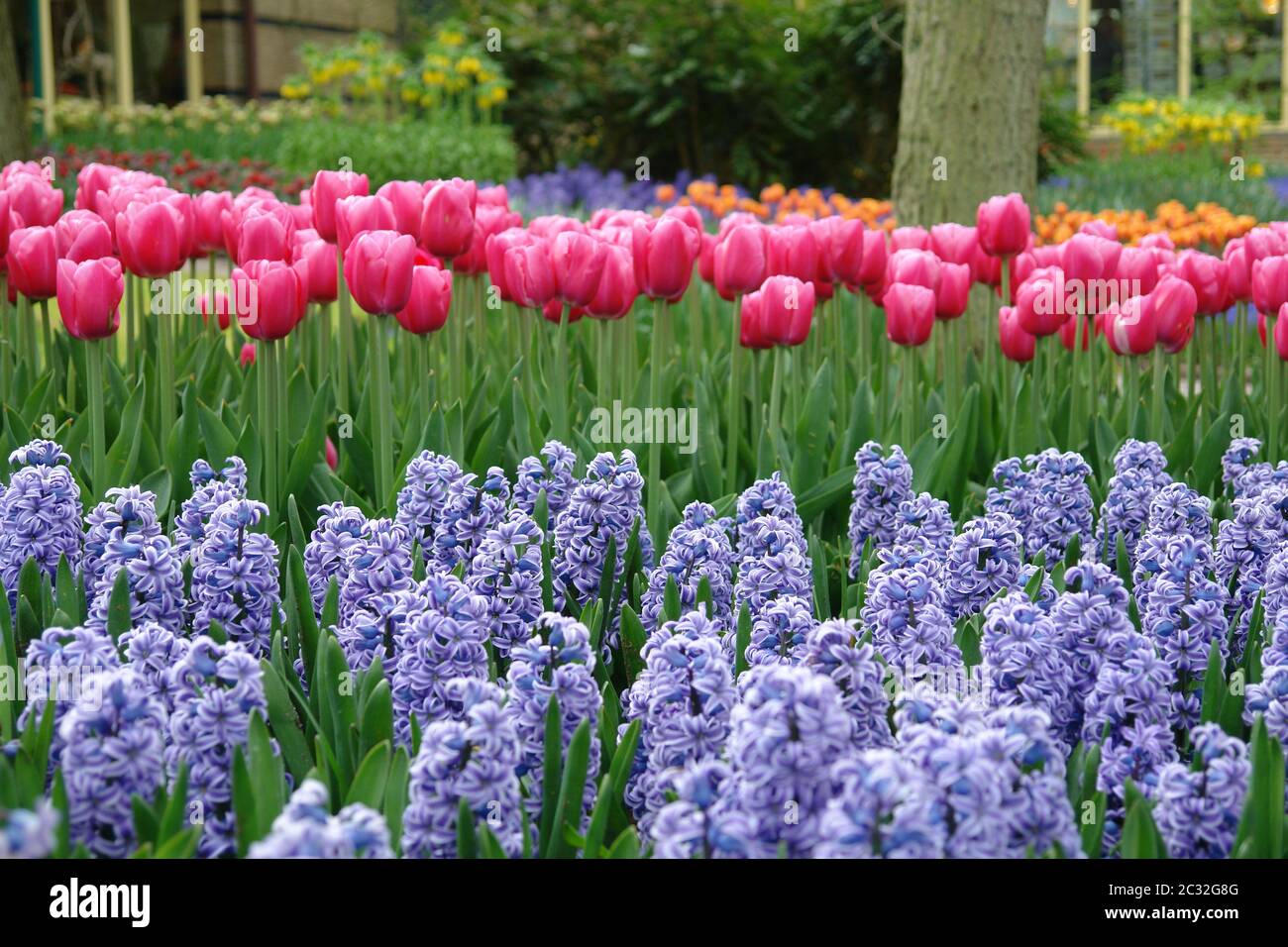 Tulipani e bluebells Foto Stock