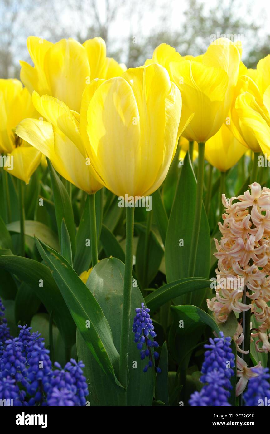 Tulipani e bluebells Foto Stock