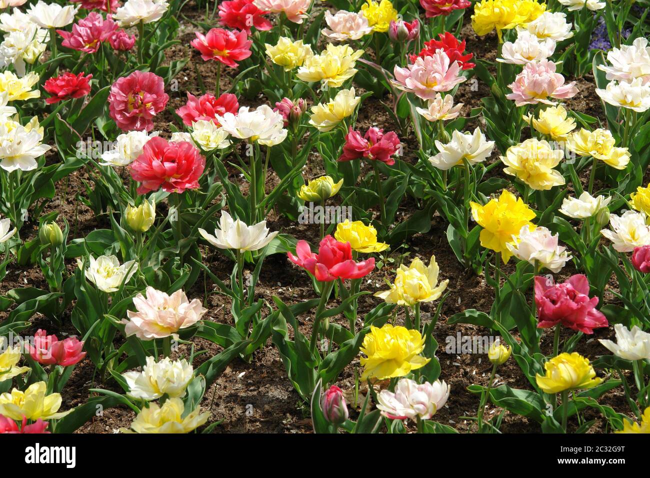 Tulipani rossi Foto Stock