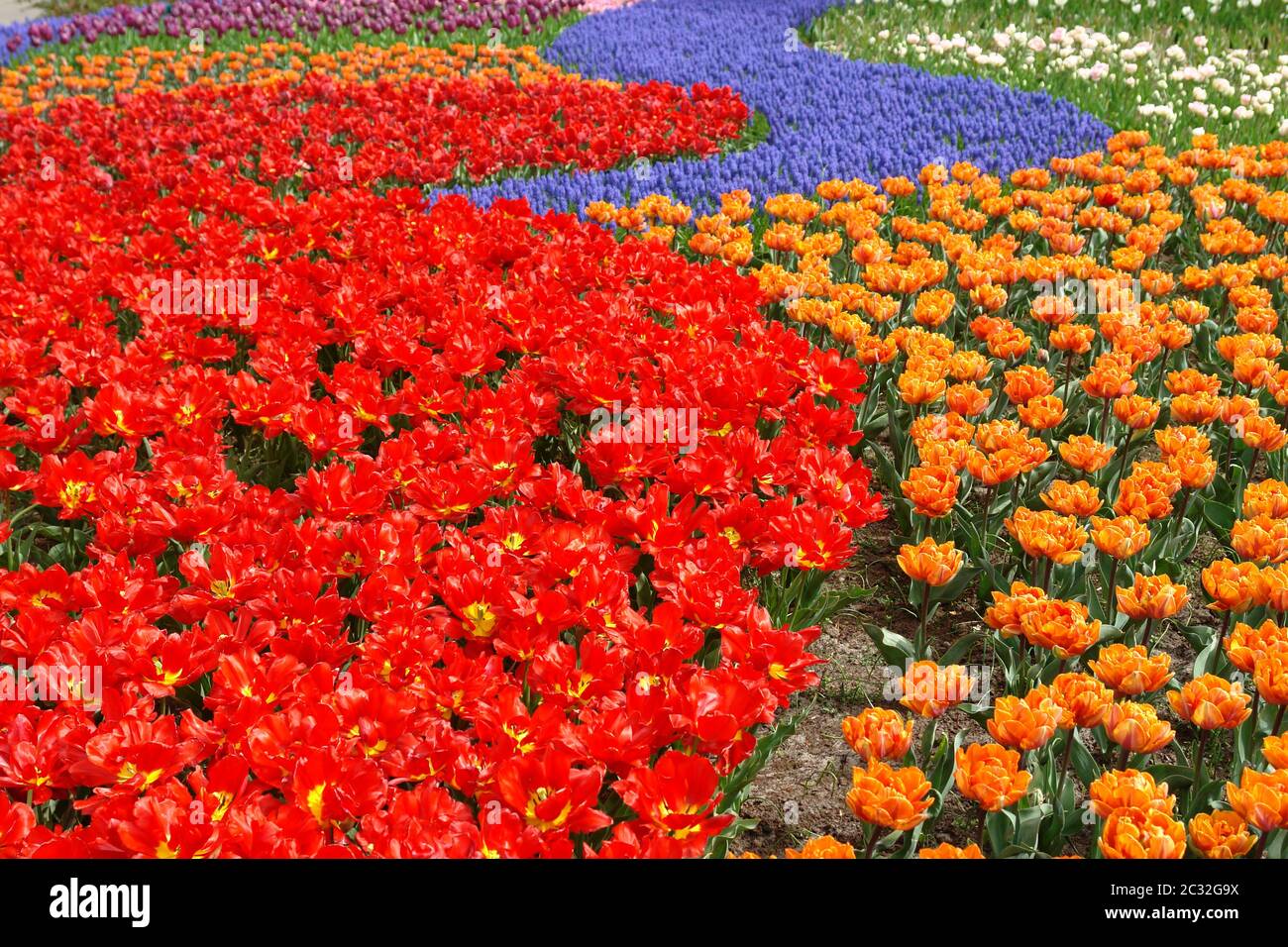 Tulipani rossi Foto Stock