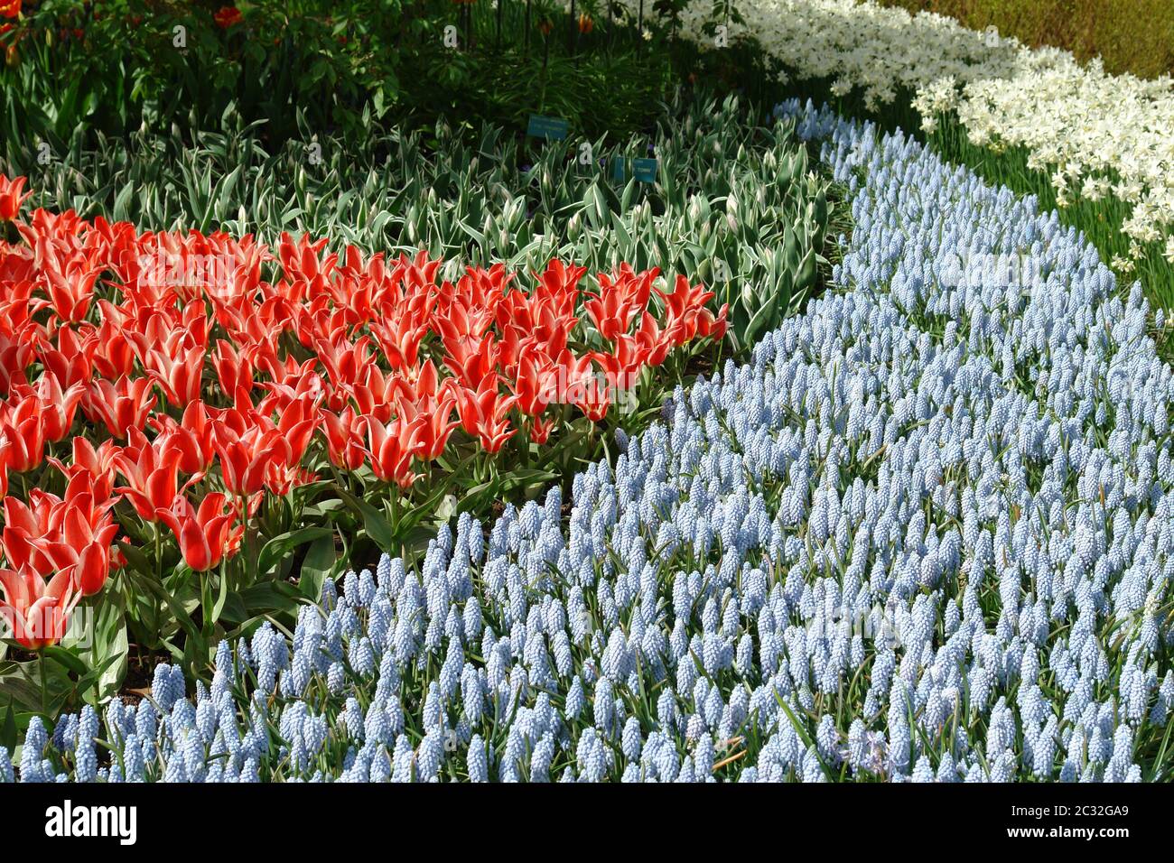 Tulipani e bluebells Foto Stock