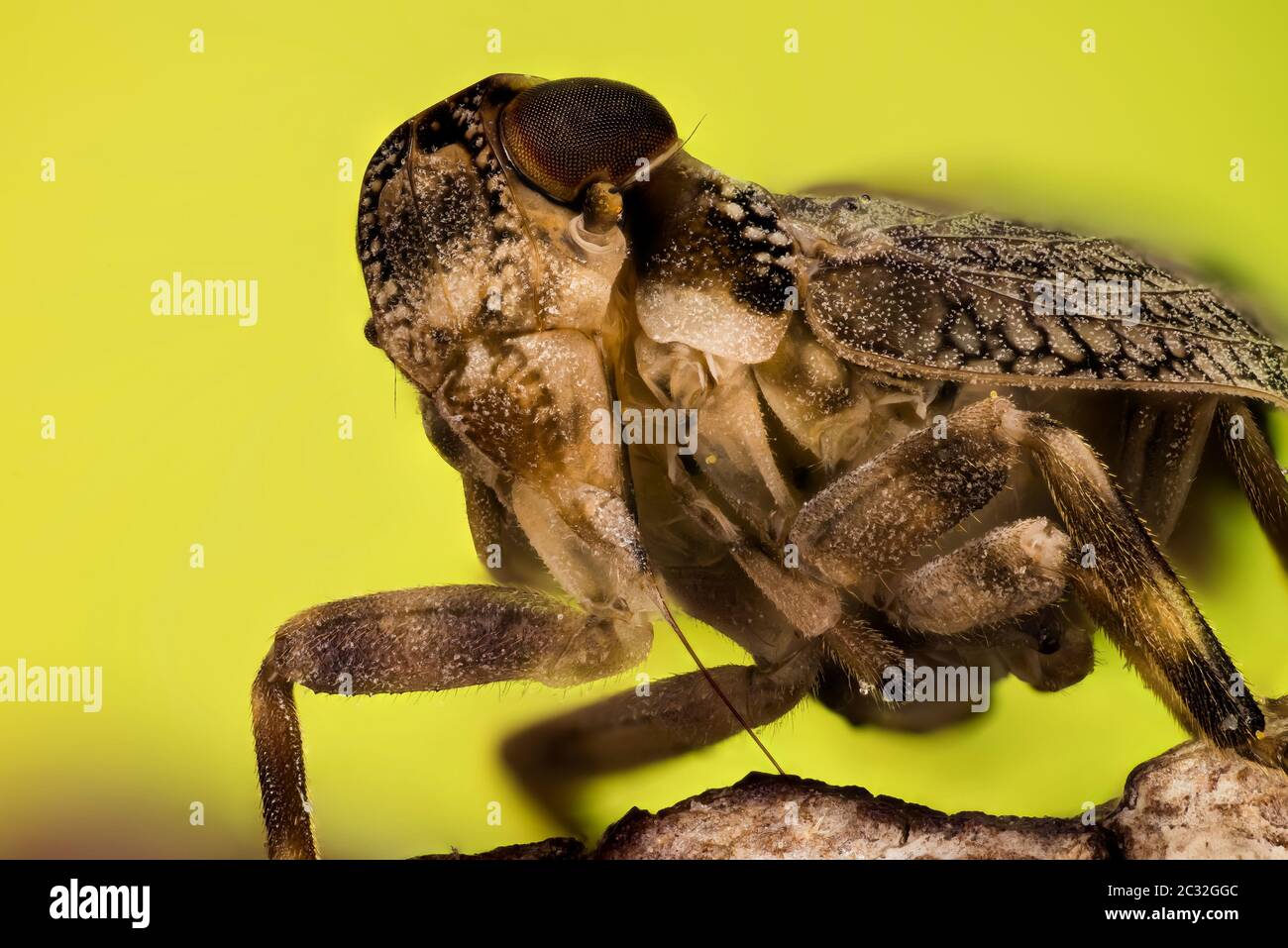 Messa a fuoco impilatura verticale del Froghopper comune. Il suo nome latino è Filenus spumarius. Foto Stock