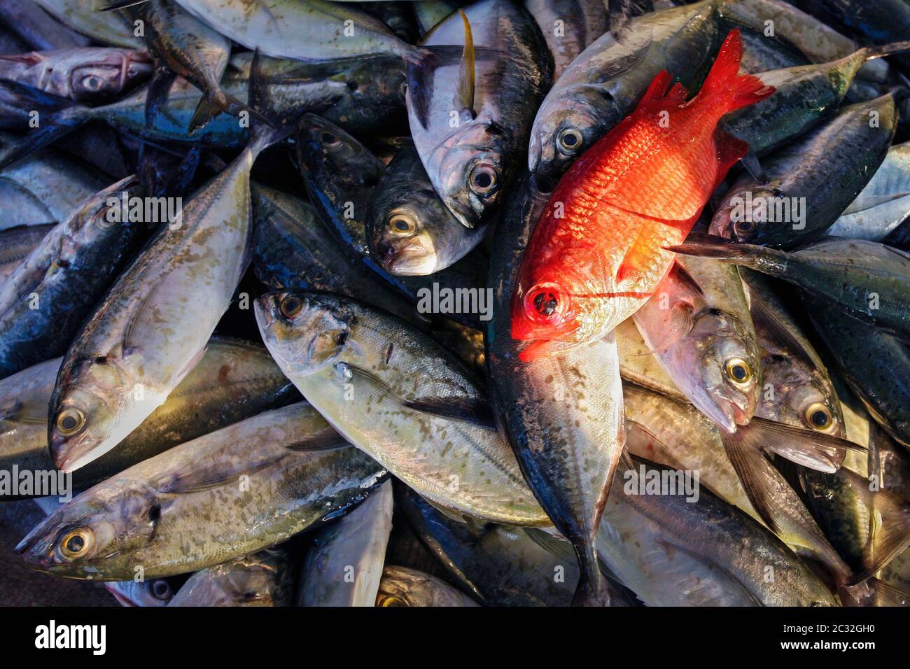 Un piccolo dentice rosso tra gli altri pesci catturati vicino Zihuatanejo, Guerrero, Messico. Foto Stock