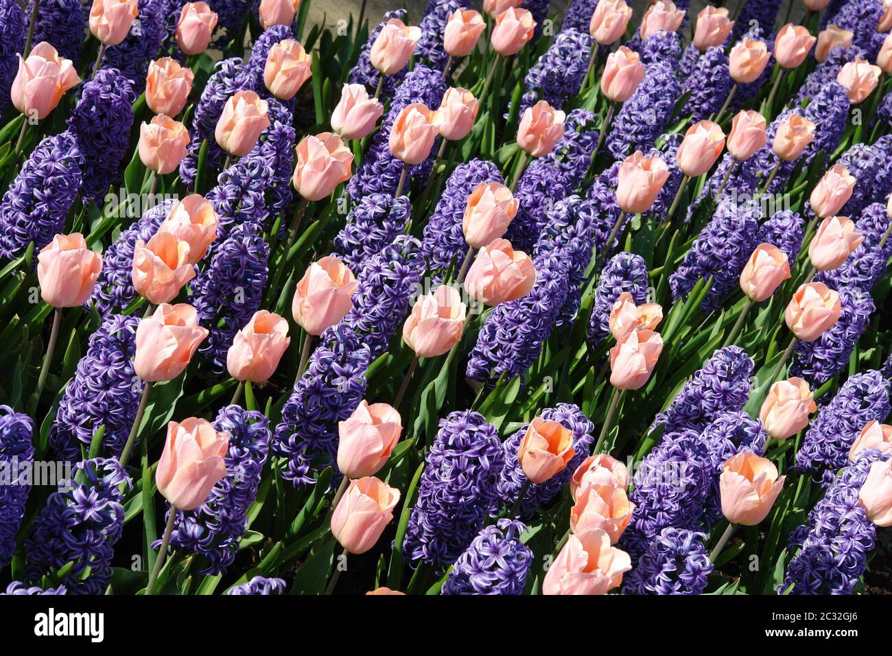 Tulipani e bluebells Foto Stock