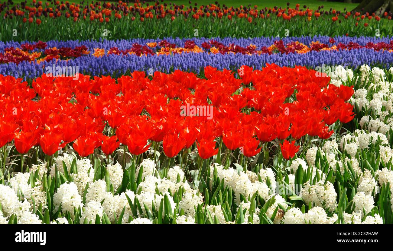 Tulipani rossi Foto Stock