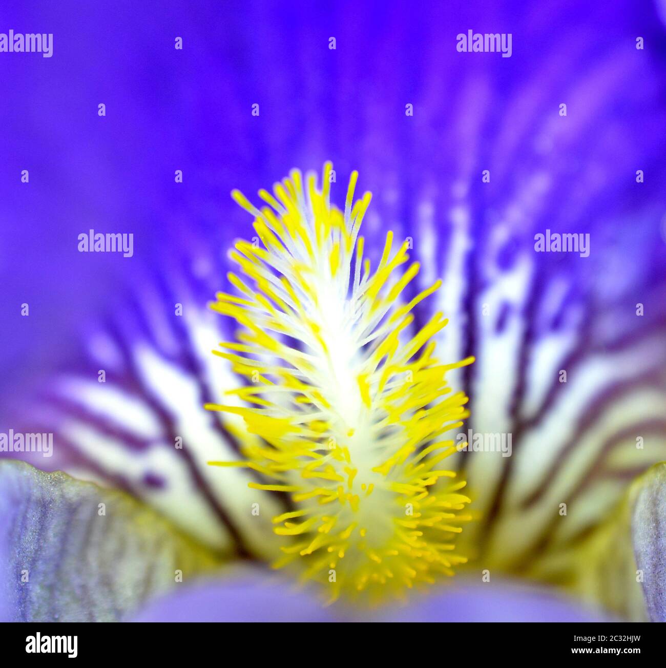 Close up viola iride fiori di maggio Foto Stock