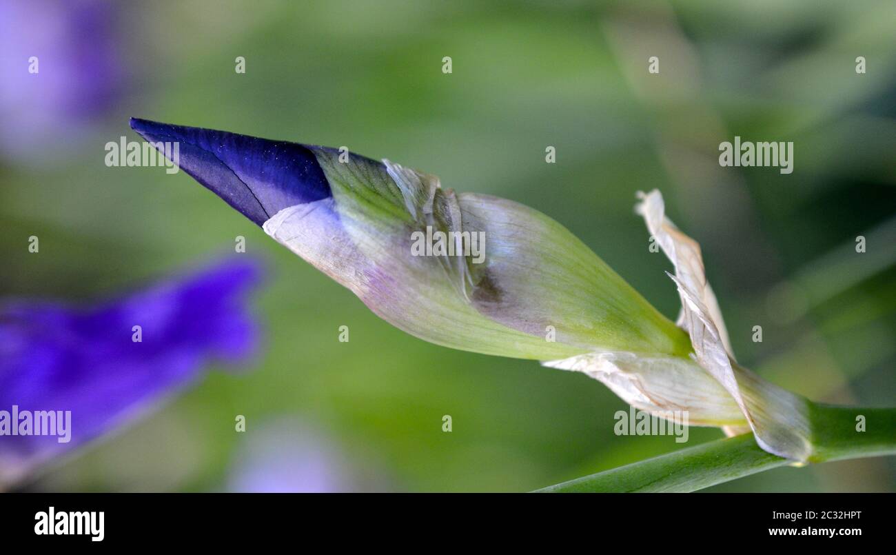 Close up viola iride fiori di maggio Foto Stock