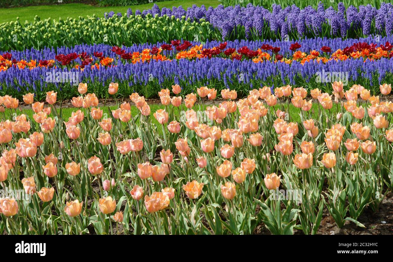 Tulipani e bluebells Foto Stock