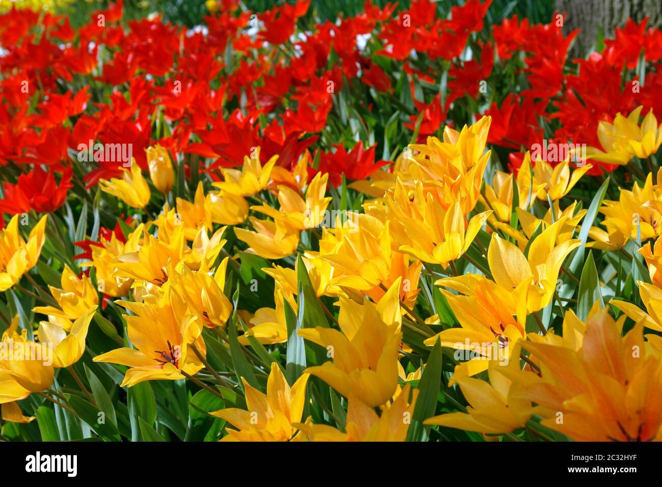 Sfondi naturali: Tulipani rossi e gialli Foto Stock